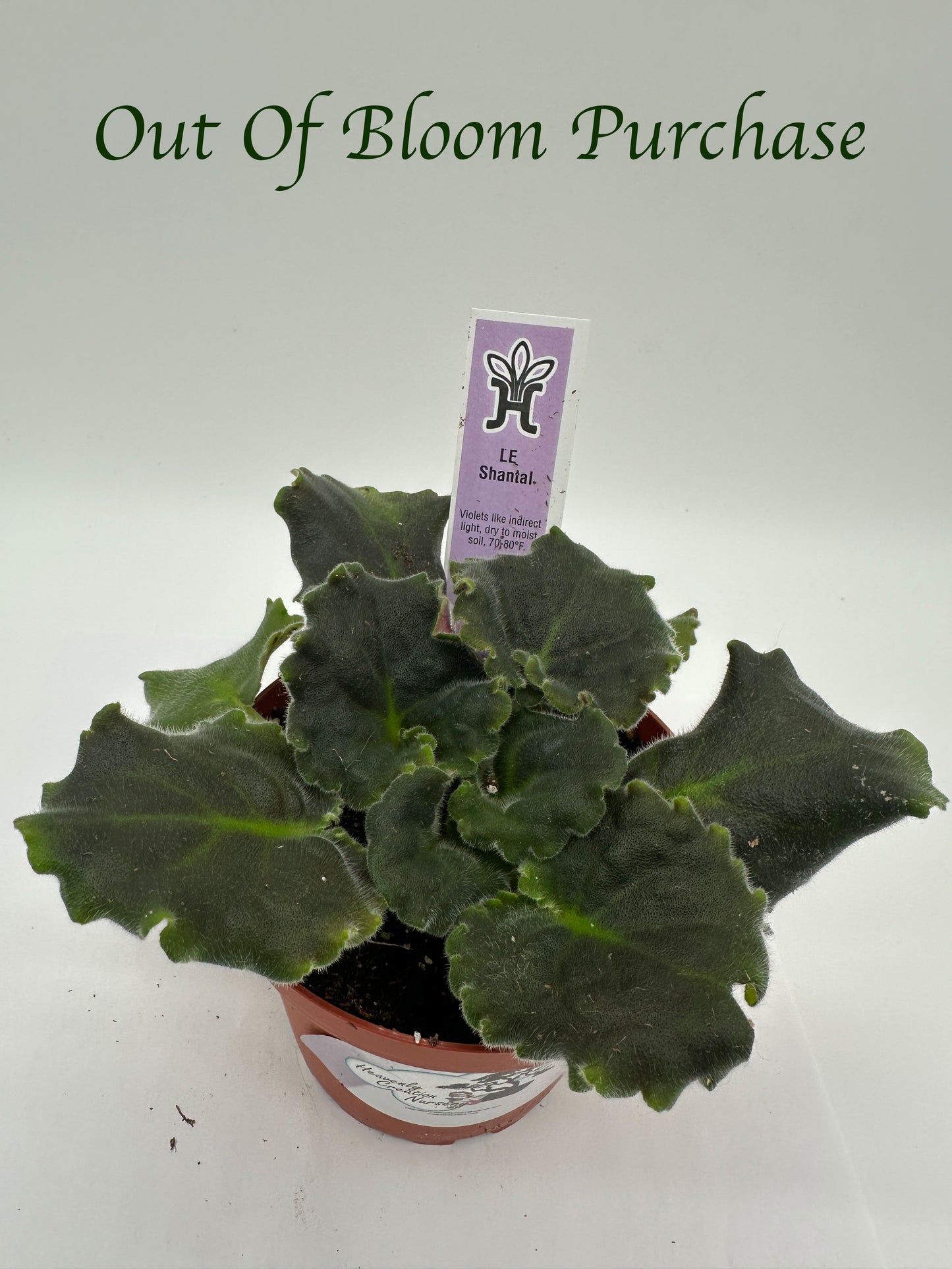 LE Shantal - Live African Violet 4"