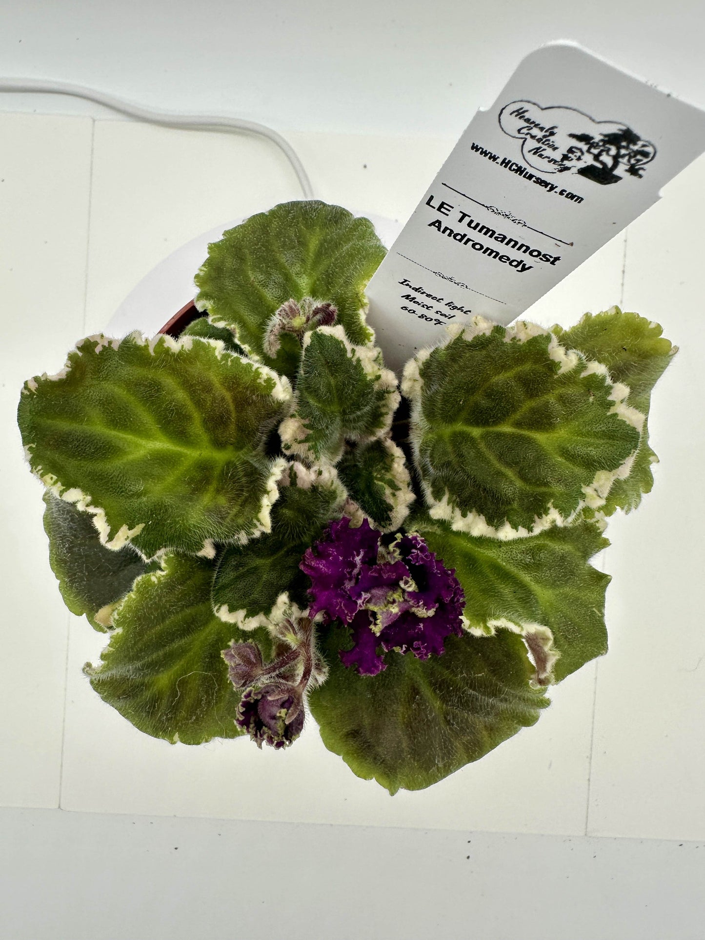 LE Tumannost Andromedy - Live African Violet 4"