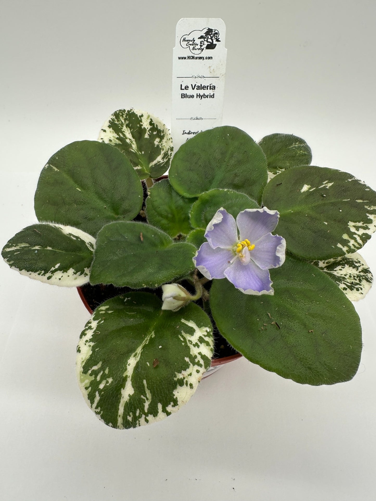 LE Valeria - Blue Hybrid - Live African Violet 4"