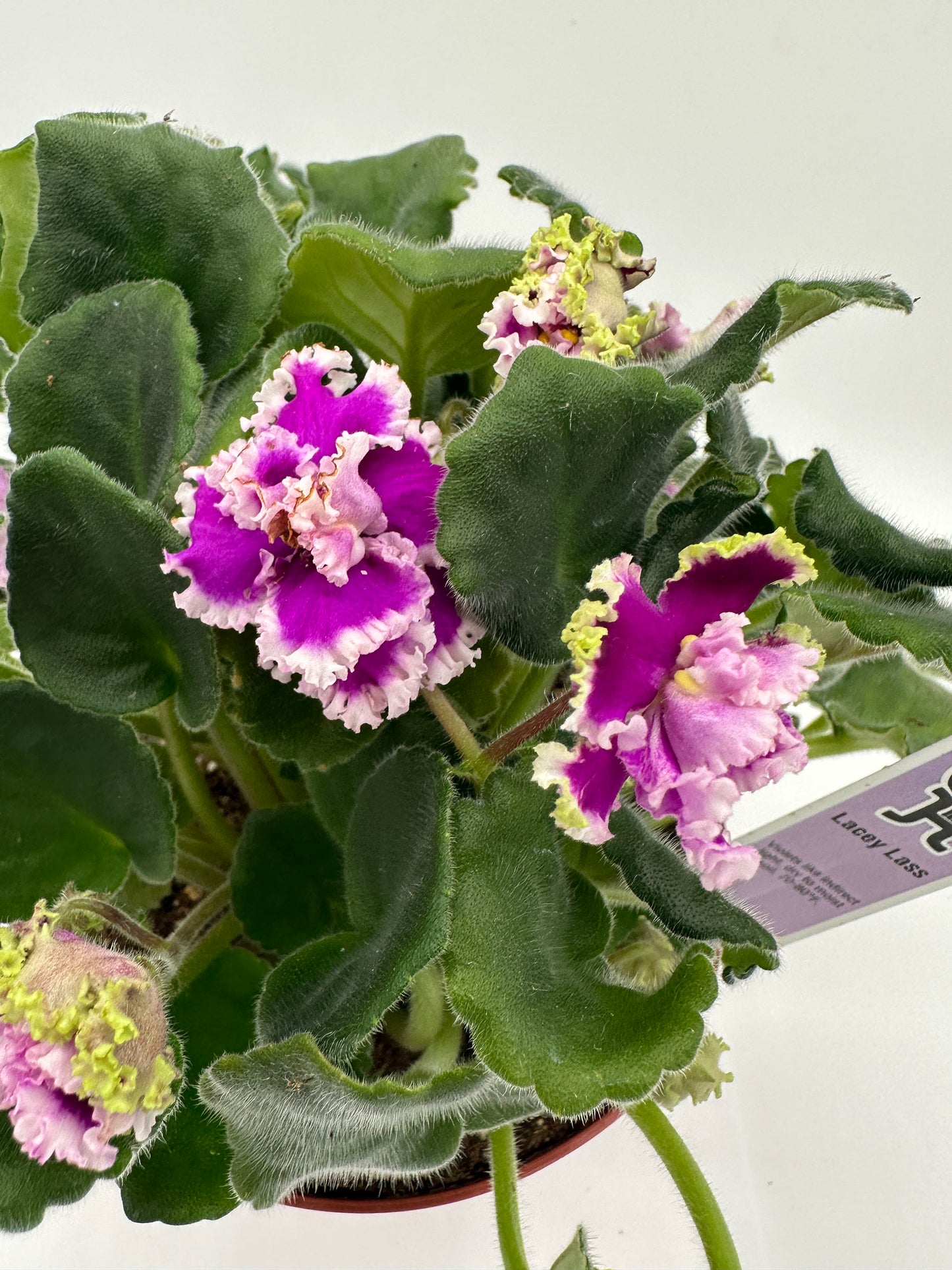 Lacey Lass - Live African Violet 6"