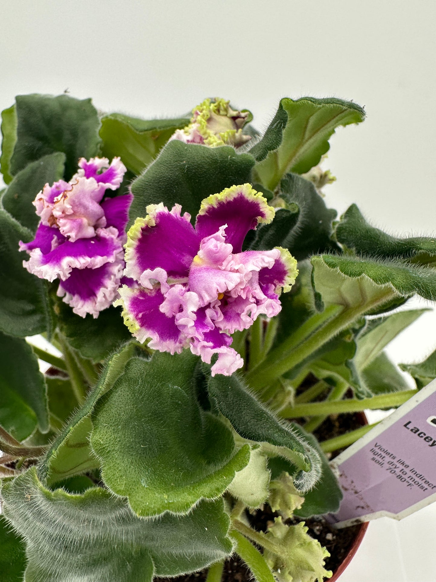 Lacey Lass - Live African Violet 6"
