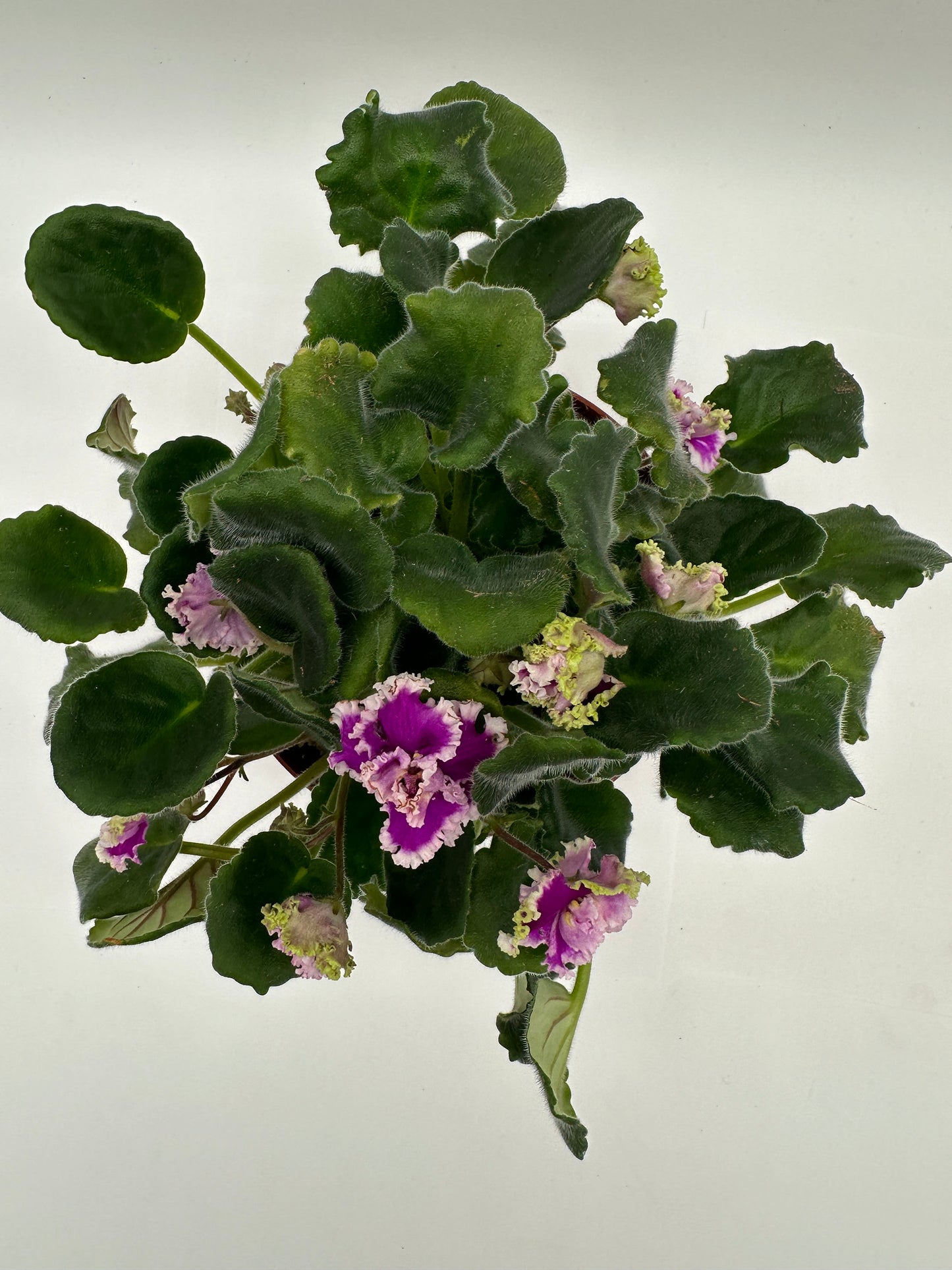 Lacey Lass - Live African Violet 6"