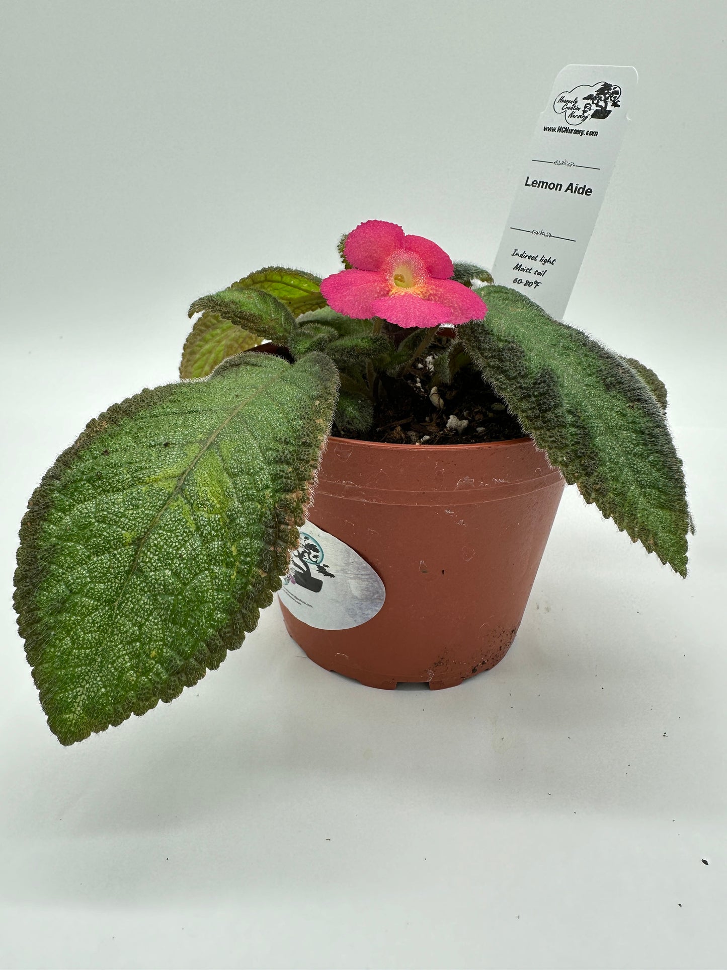 Lemon Aide - Live Episcia 4"