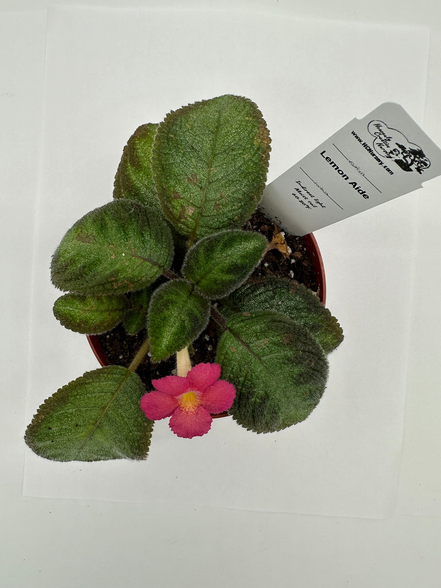 Lemon Aide - Live Episcia 4"