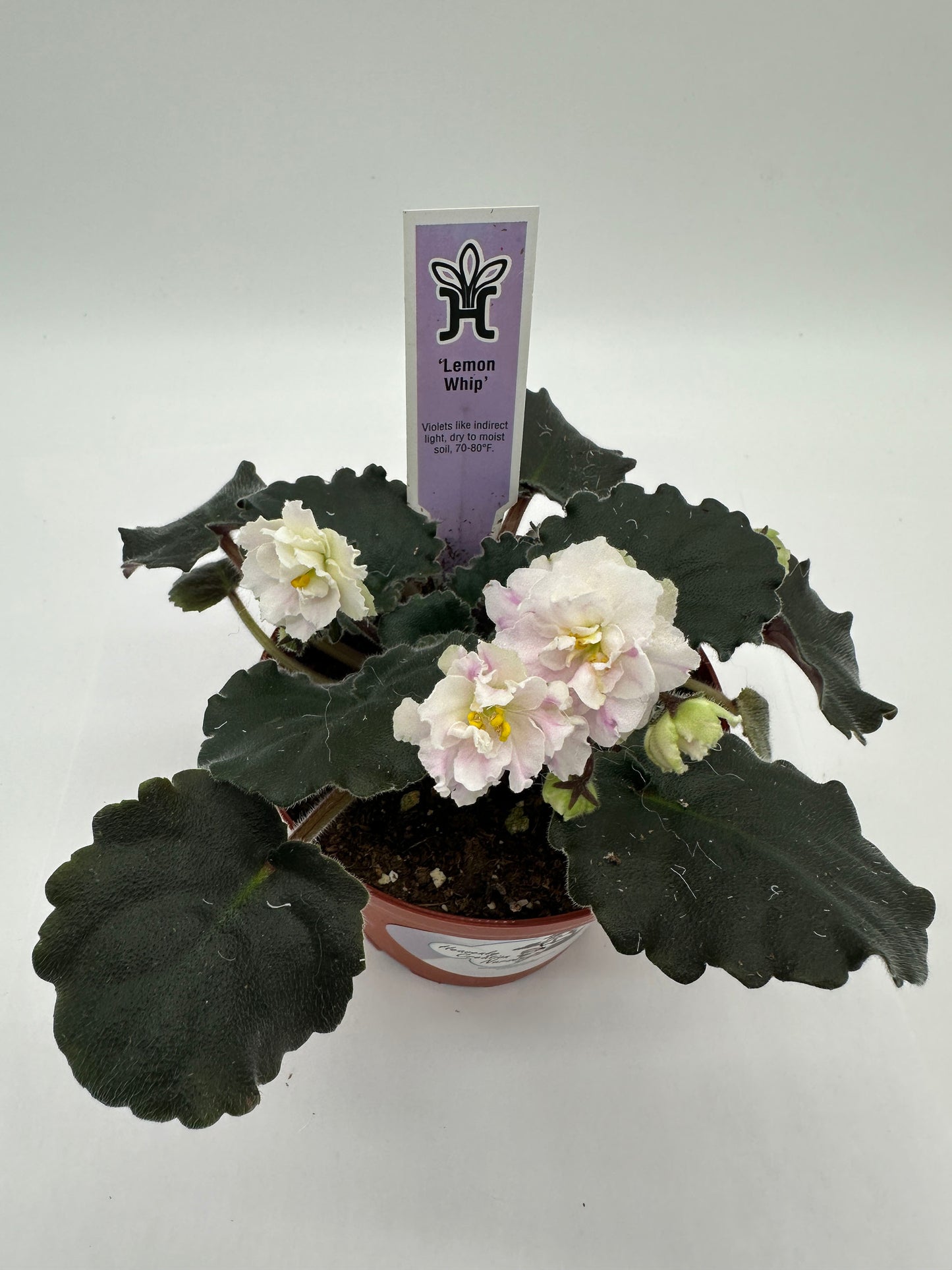 Lemon Whip - Live African Violet 4"