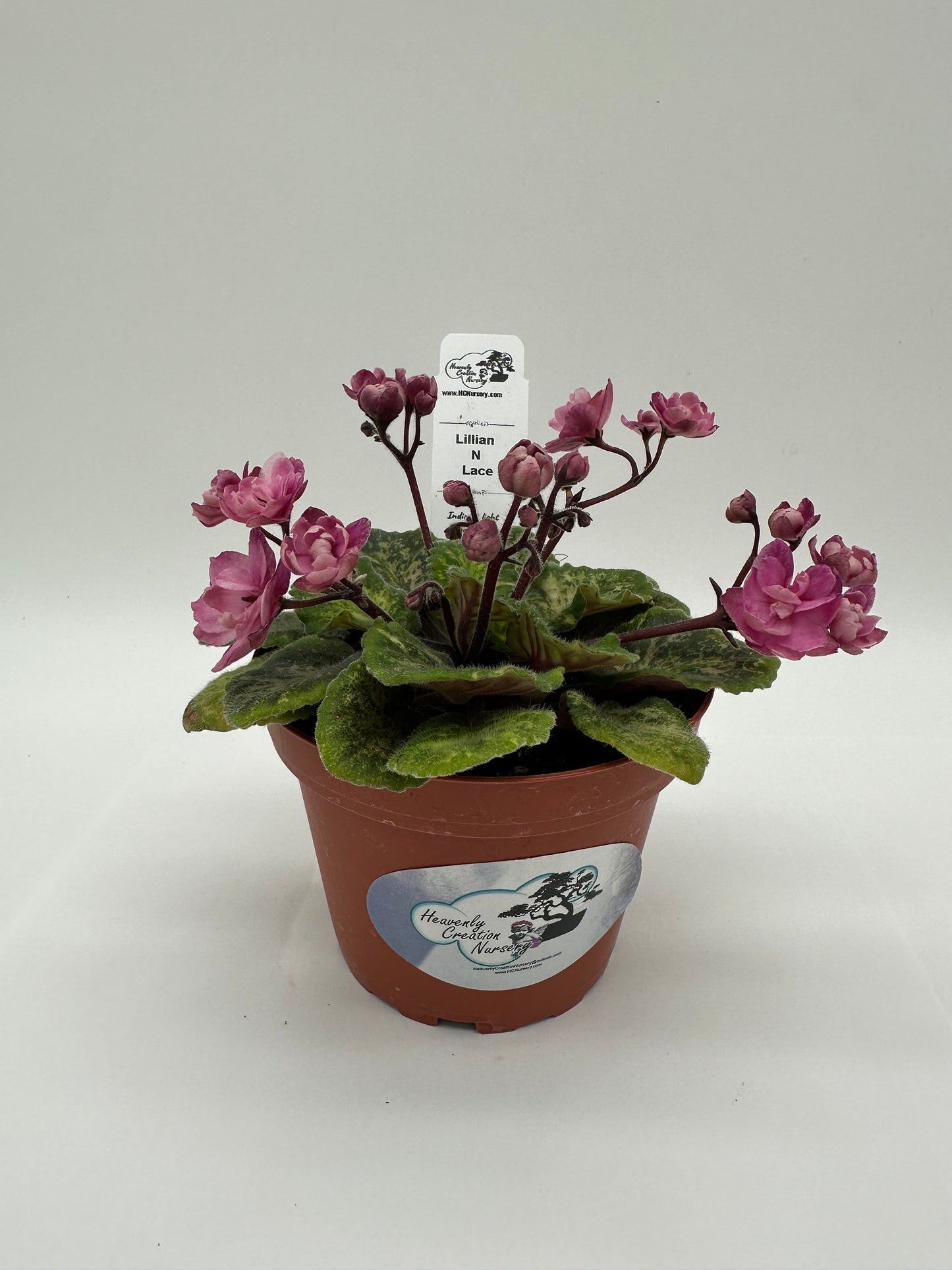 Lillian N Lace - Live African Violet 4" - Semi Mini
