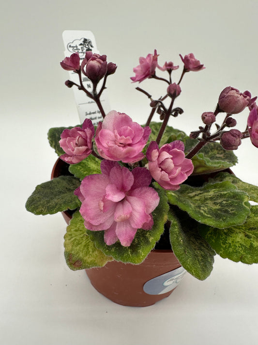 Lillian N Lace - Live African Violet 4" - Semi Mini