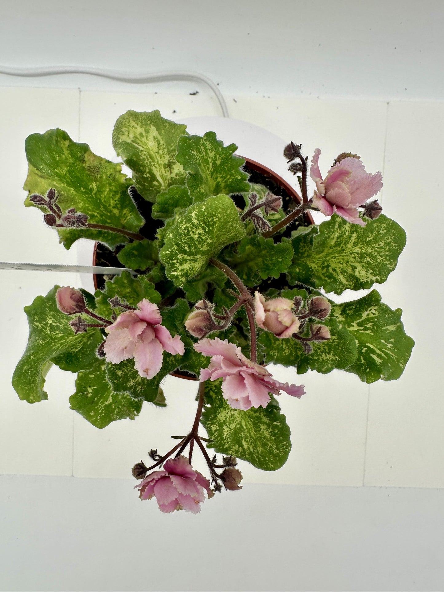 Lillian N Lace - Curly Leaf - Live African Violet 4" - Semi Mini