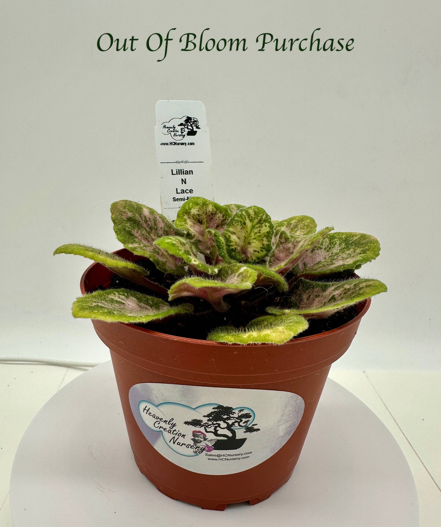 Lillian N Lace - Live African Violet 4" - Semi Mini