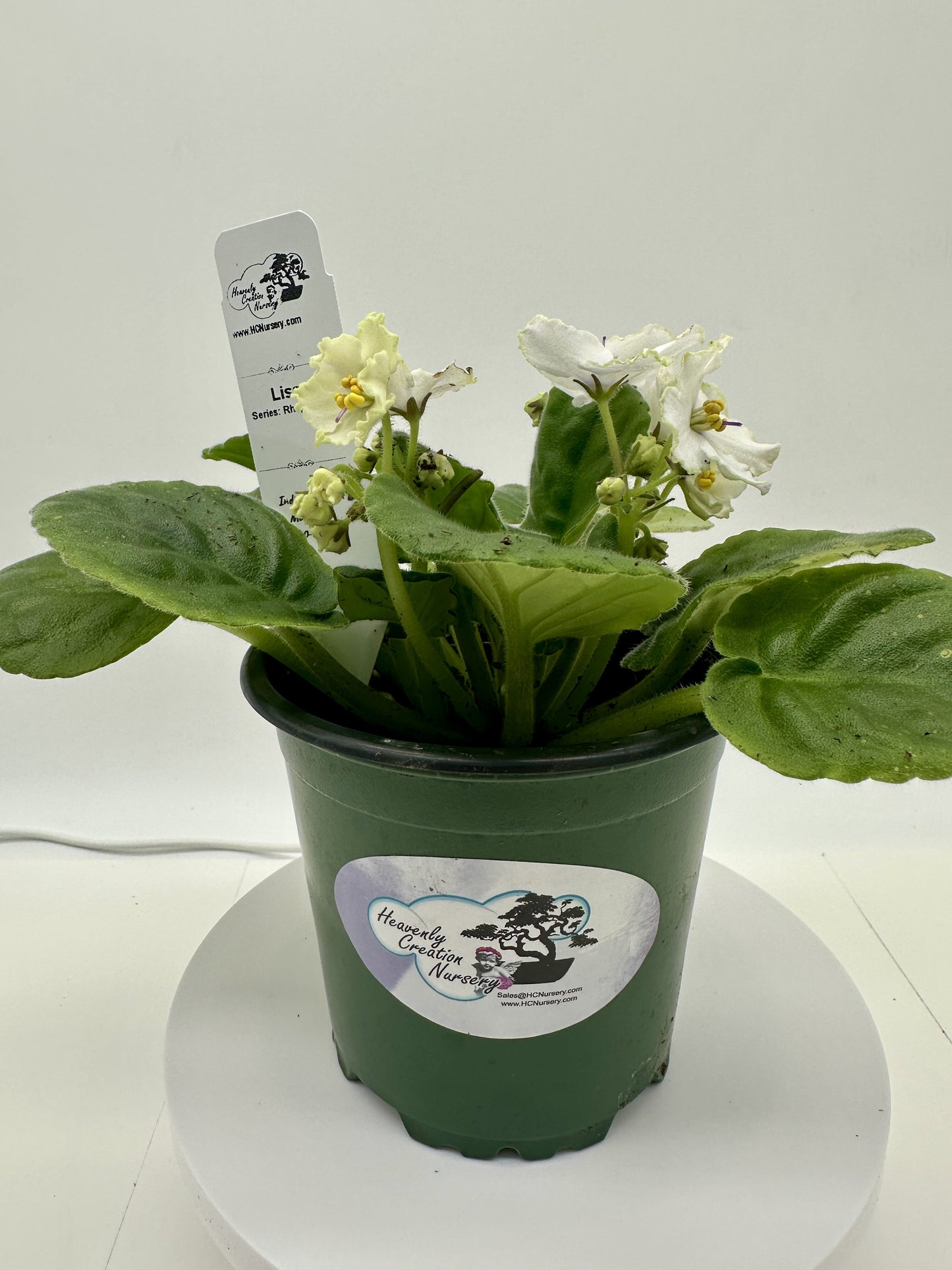 Lisa - Live African Violet 4" - Series: Rhapsodie