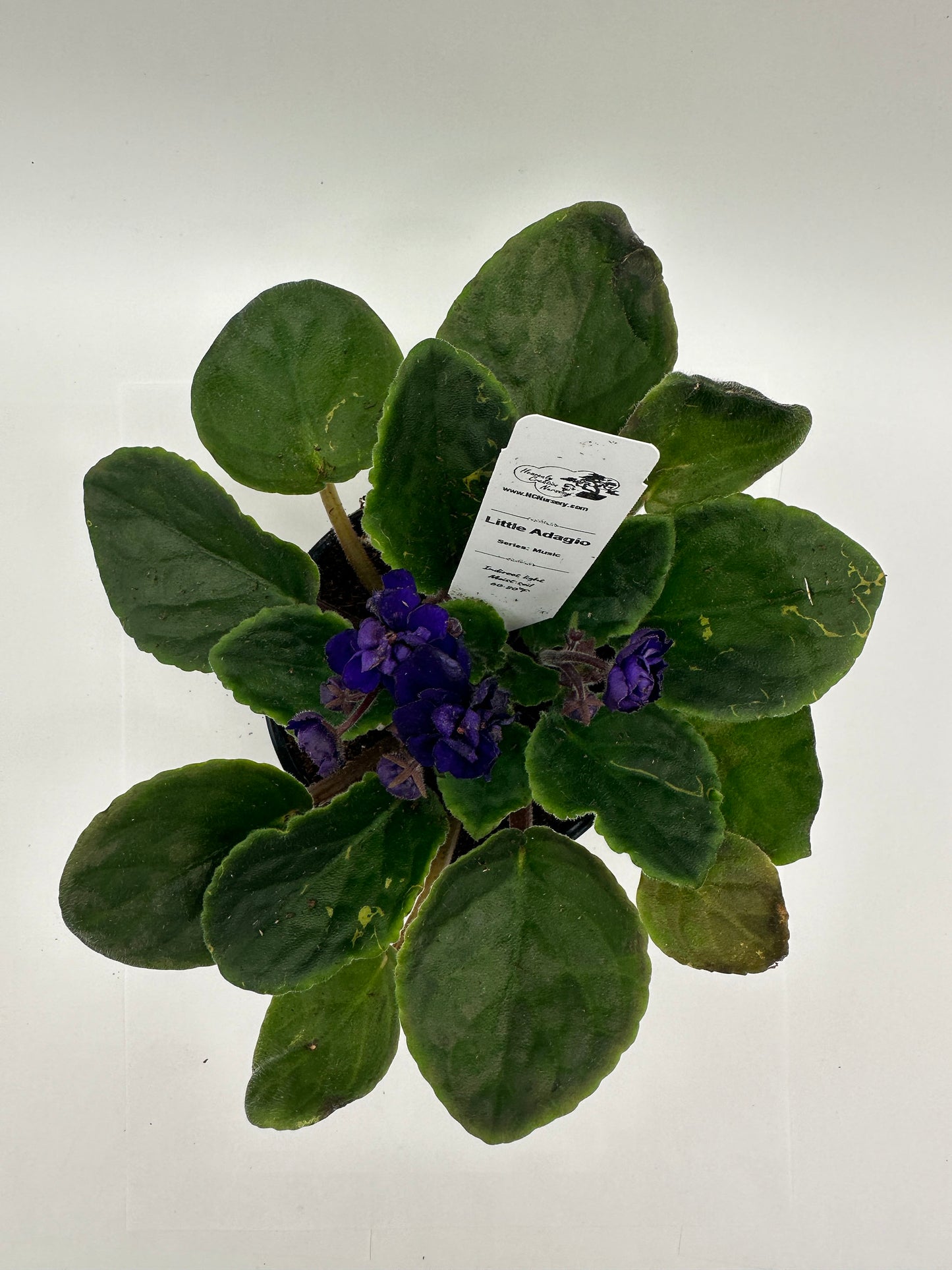 Little Adagio - Live African Violet 4" - Series: Music