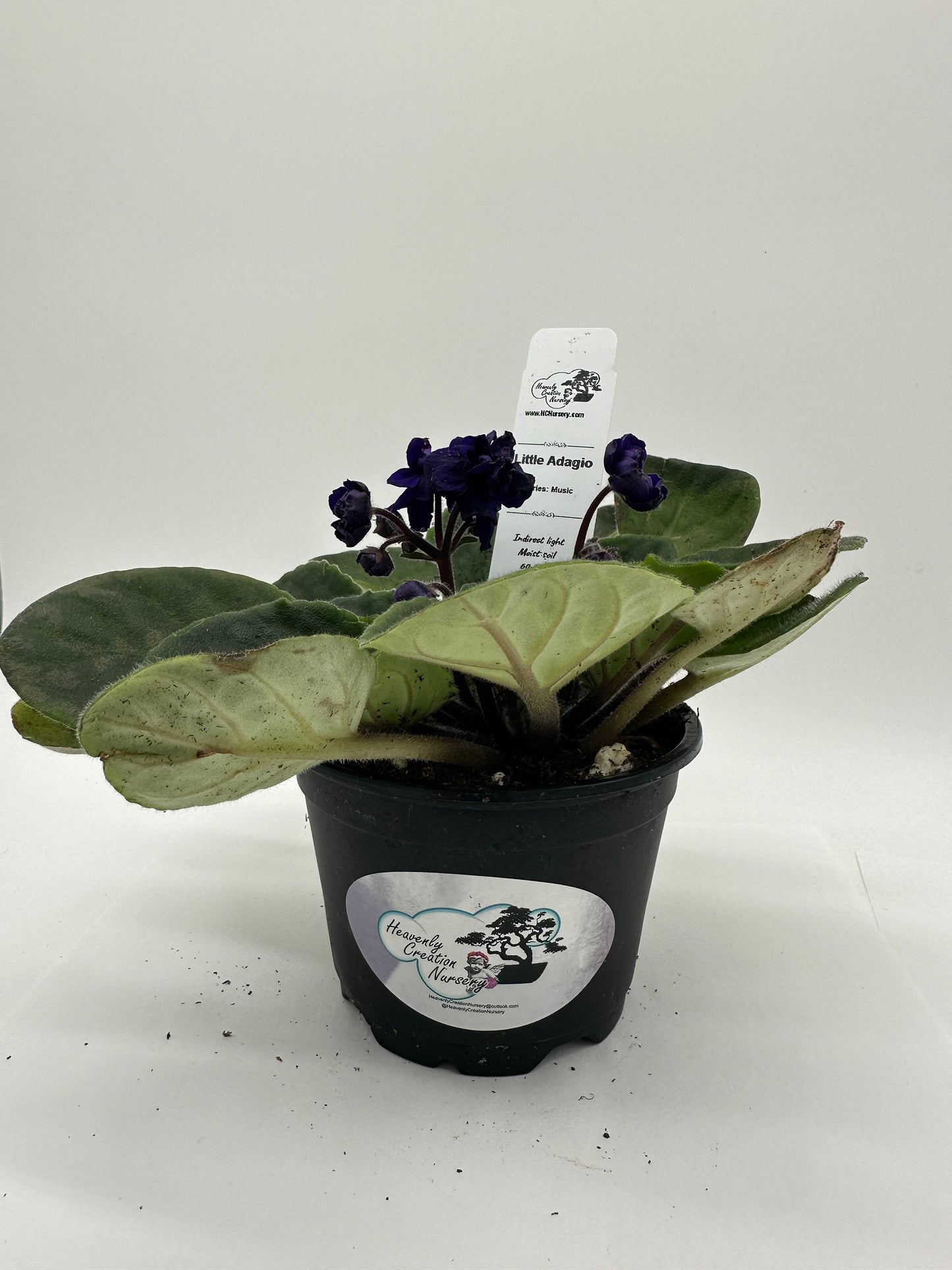 Little Adagio - Live African Violet 4" - Series: Music