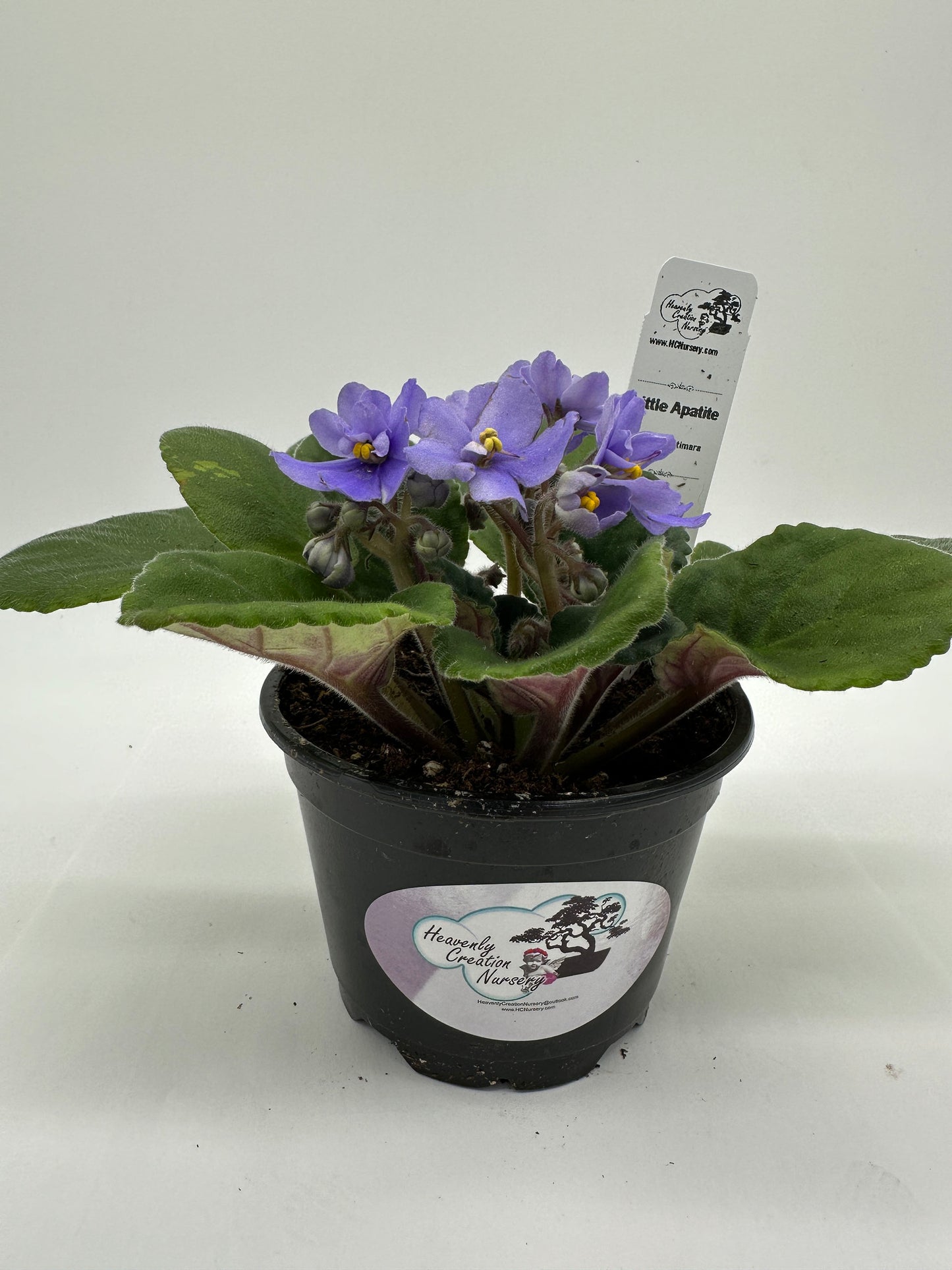 Little Apatite - Live African Violet 4" - Series: Optimara