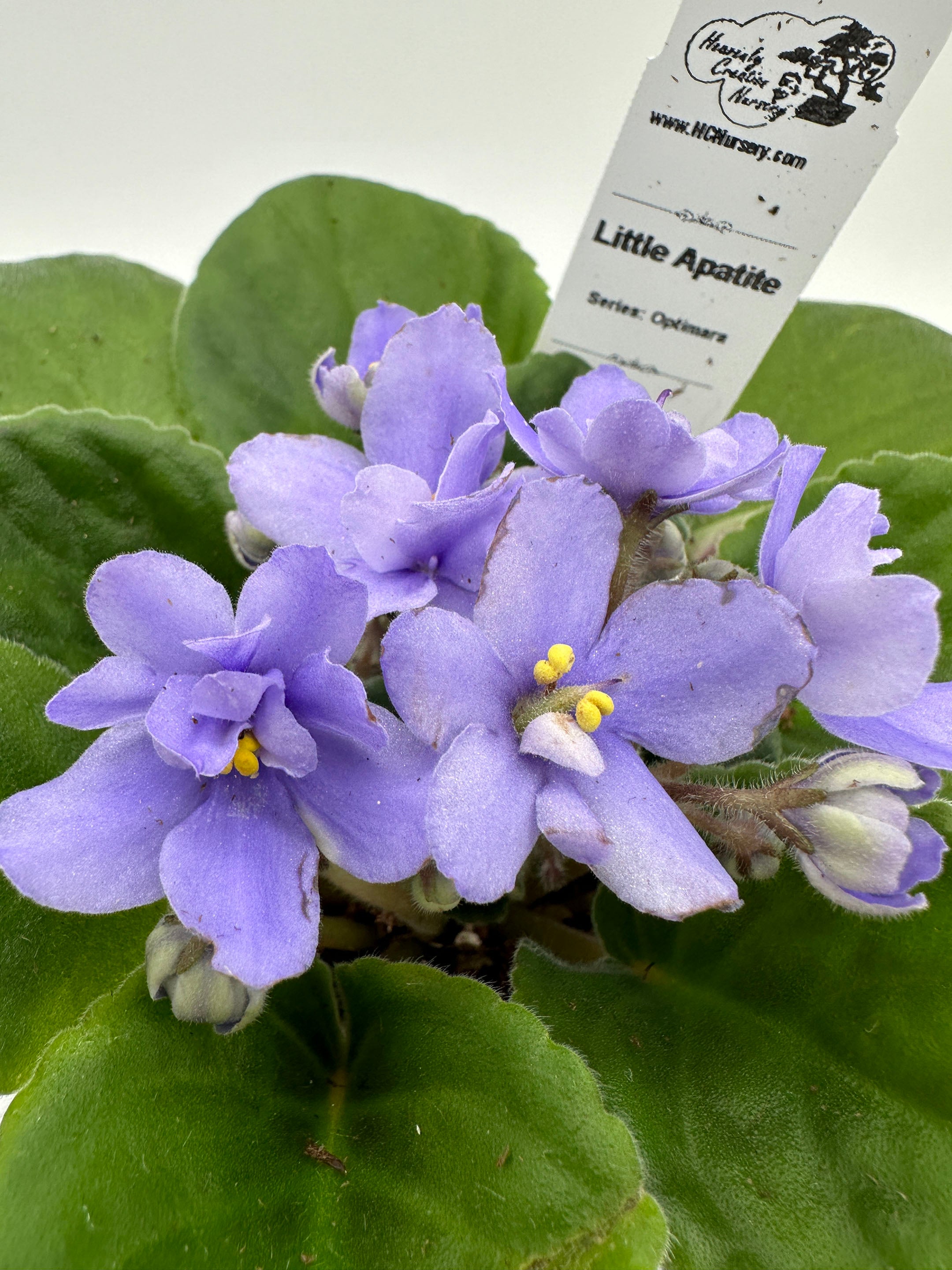 Little Apatite Live African Violet 4" Series Optimara Heavenly