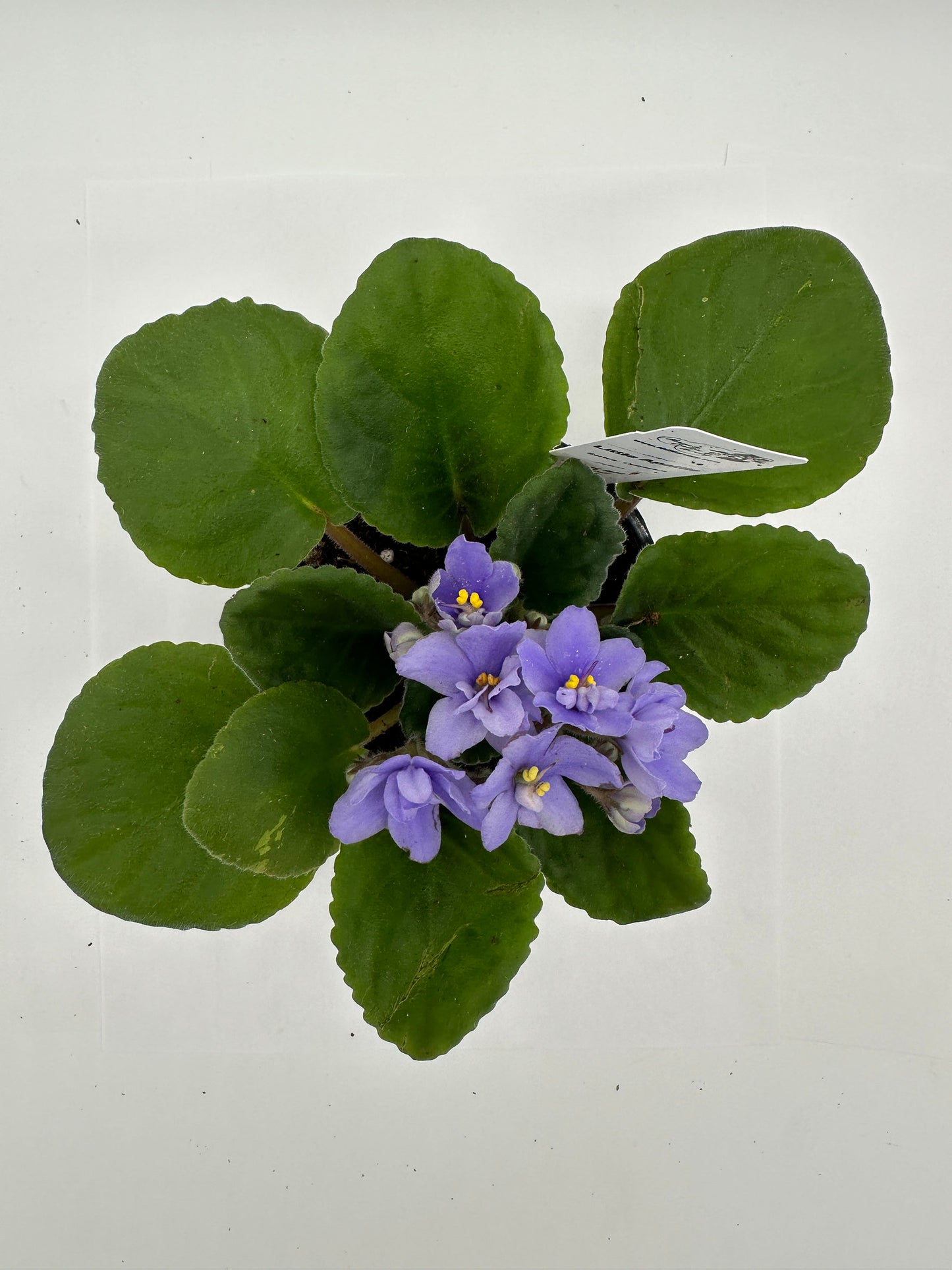 Little Apatite - Live African Violet 4" - Series: Optimara