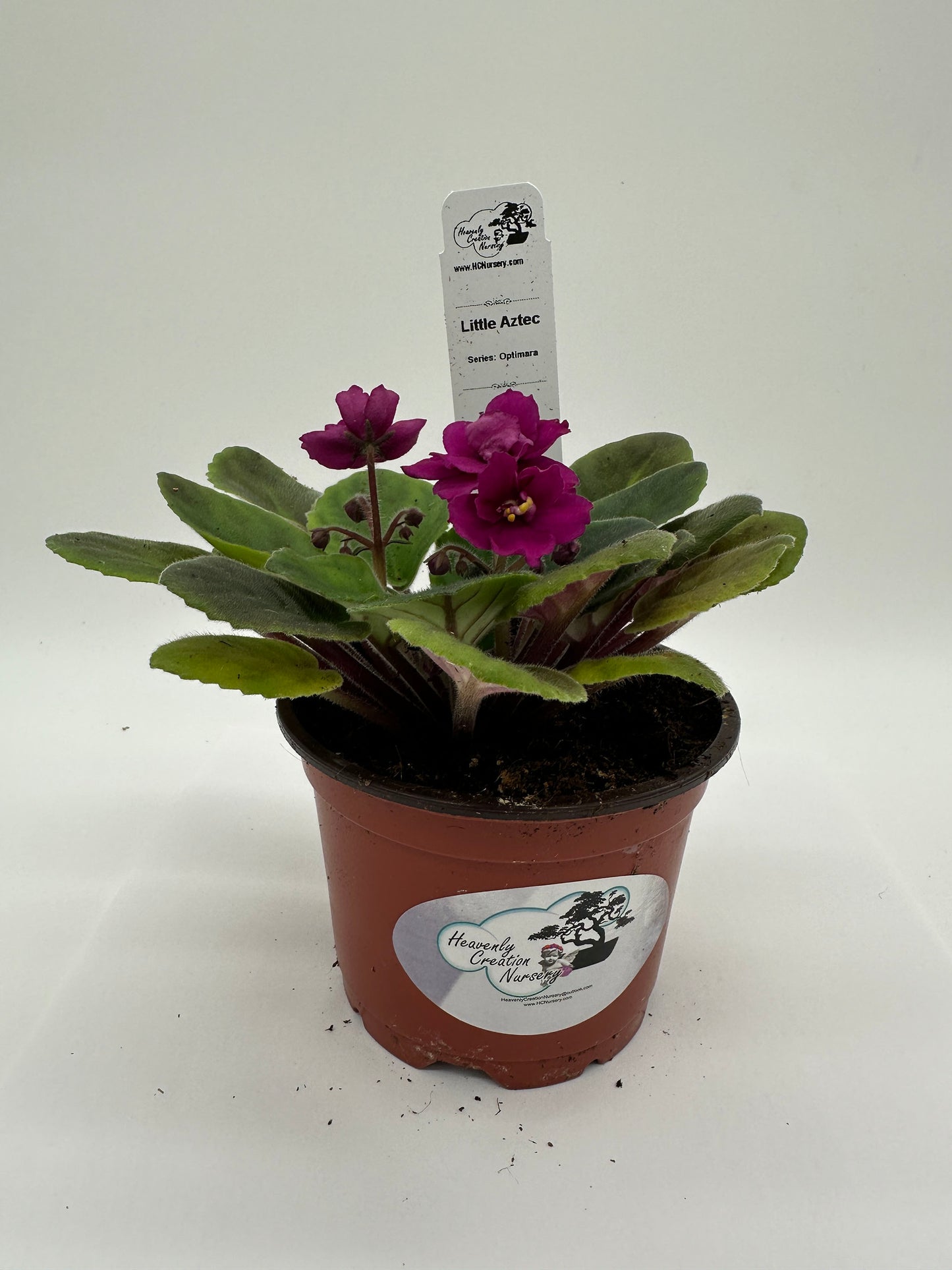Little Aztec - Live African Violet 4" - Series: Optimara