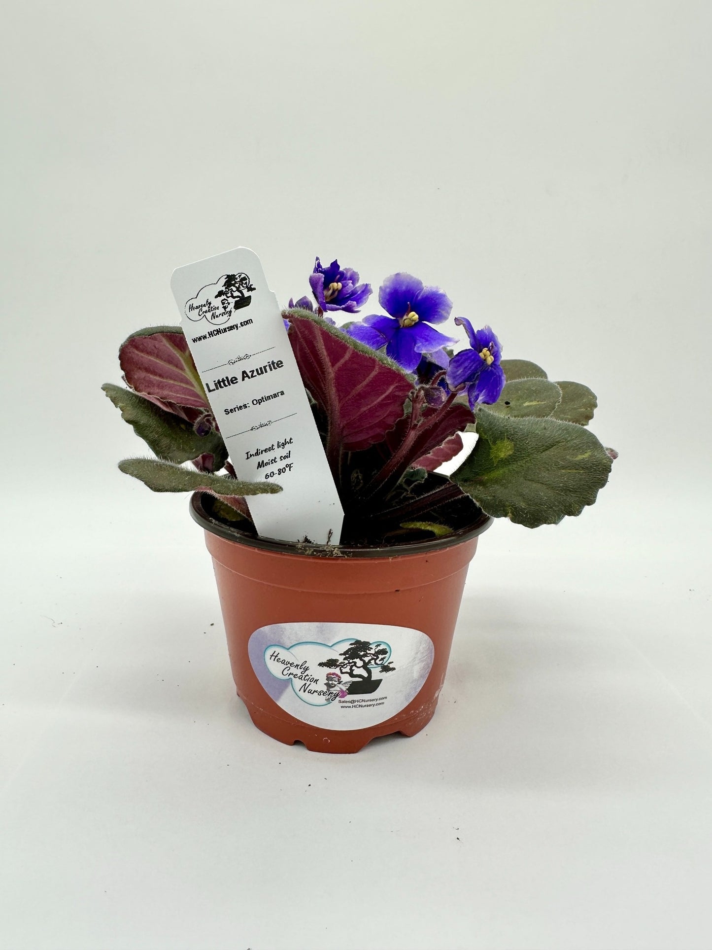 Little Azurite - Live African Violet 4" - Series: Optimara