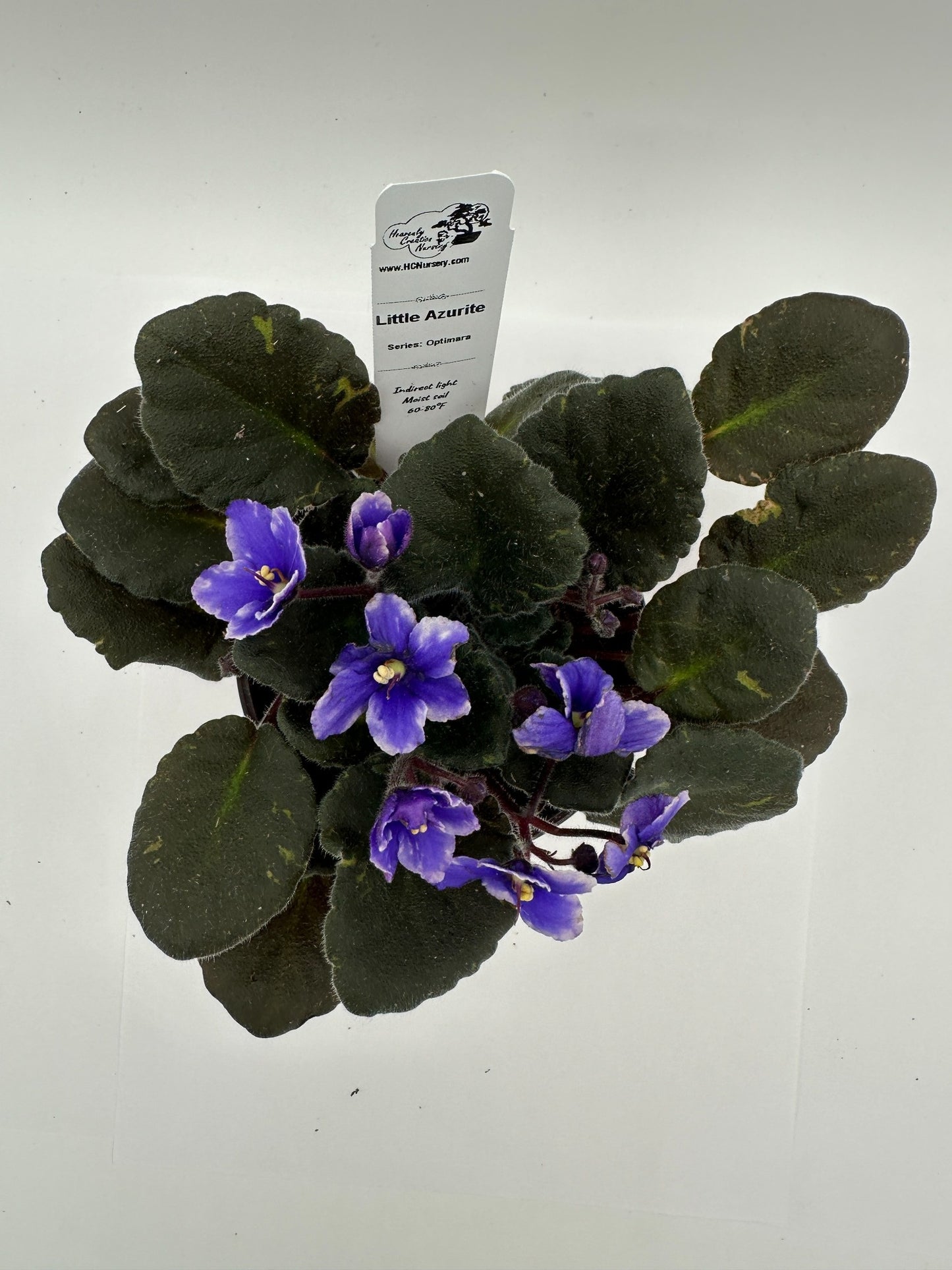 Little Azurite - Live African Violet 4" - Series: Optimara
