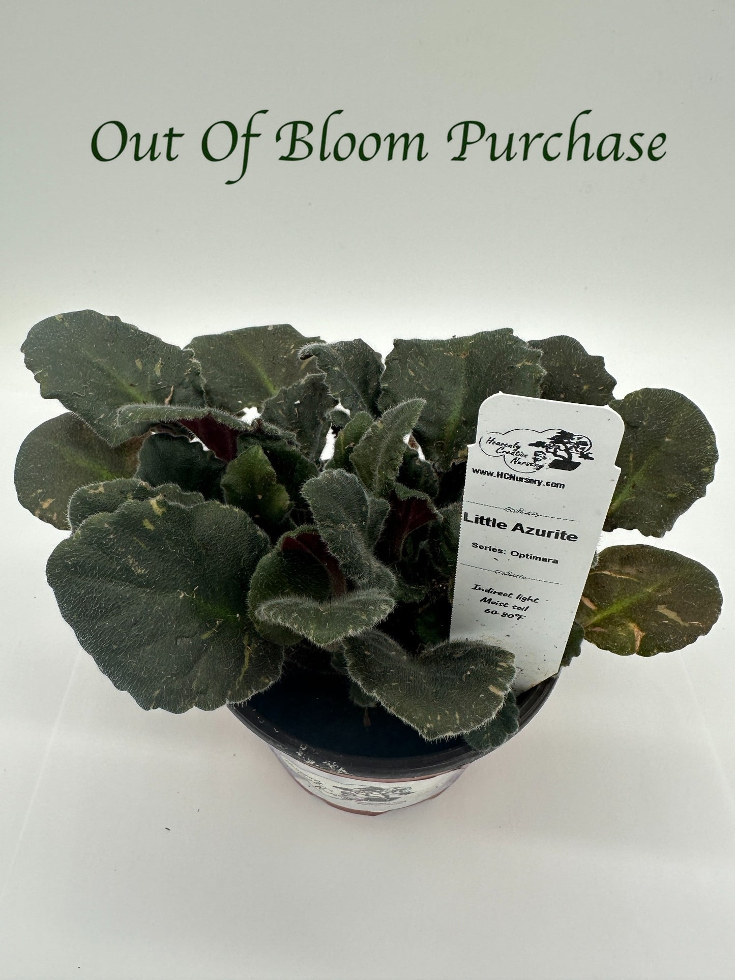 Little Azurite - Live African Violet 4" - Series: Optimara
