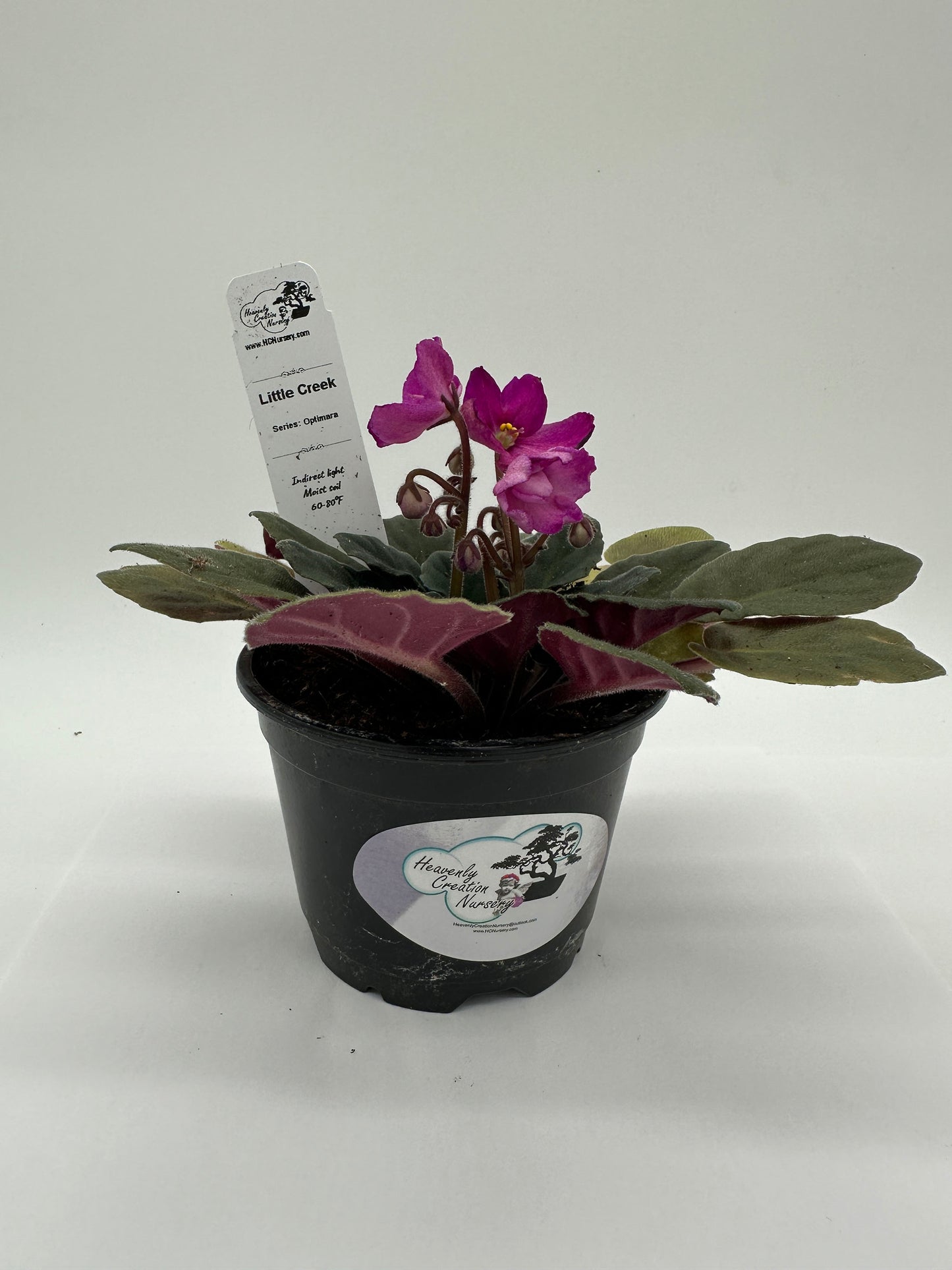 Little Creek - Live African Violet 4" - Series: Optimara