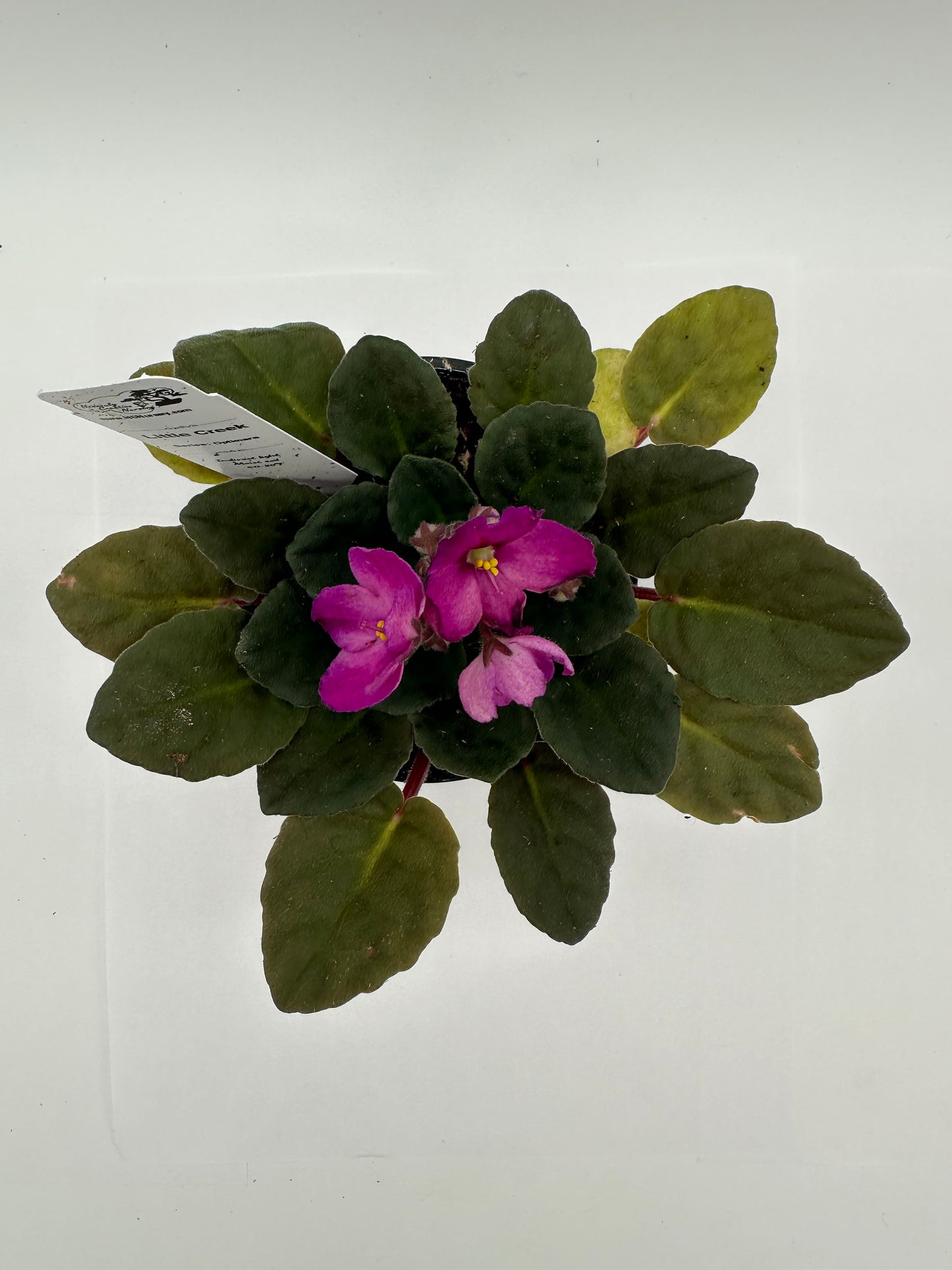 Little Creek - Live African Violet 4" - Series: Optimara