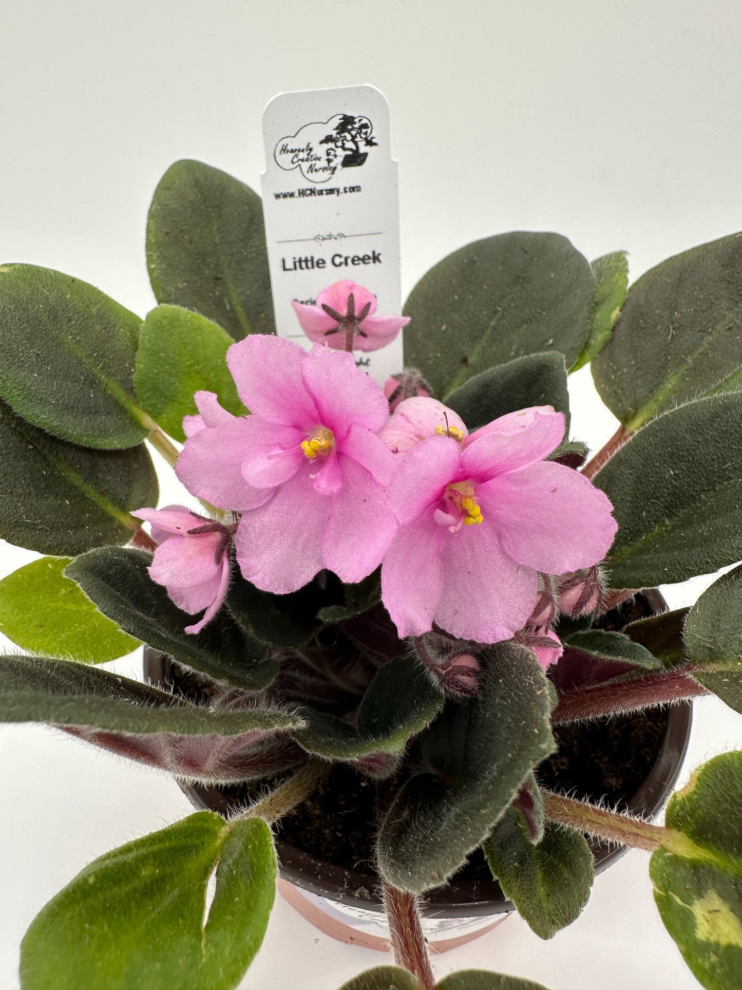 Little Creek - Live African Violet 4" - Series: Optimara
