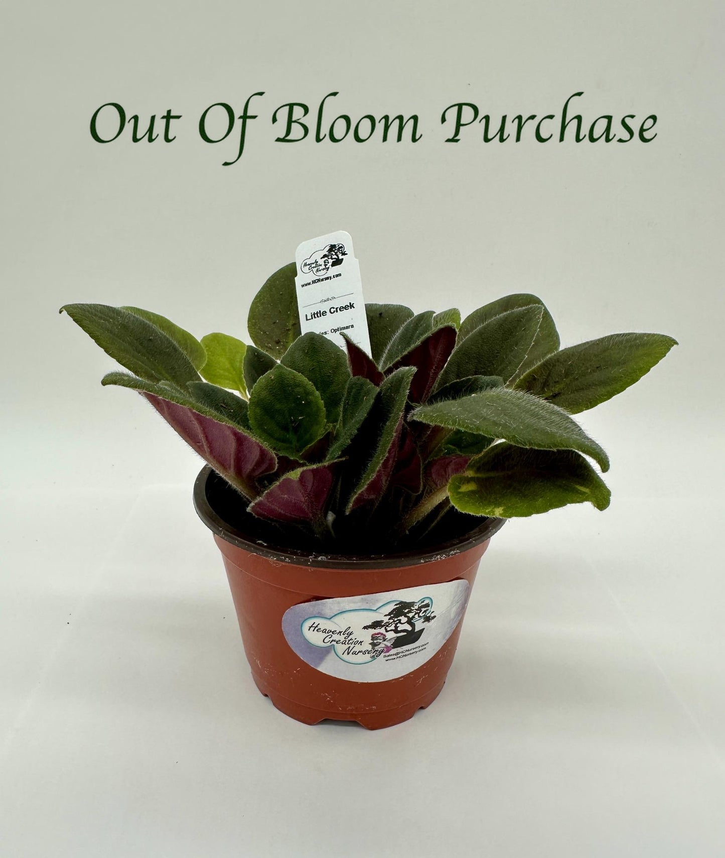 Little Creek - Live African Violet 4" - Series: Optimara