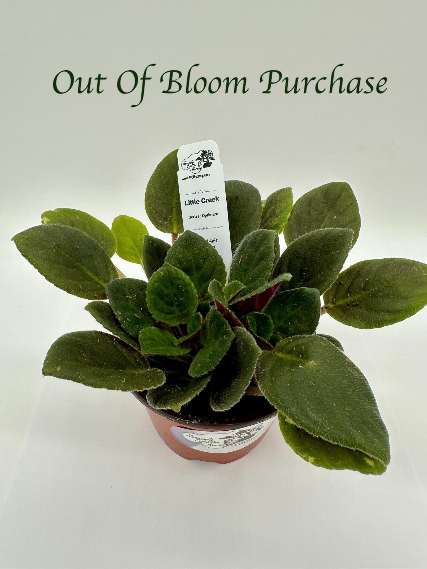 Little Creek - Live African Violet 4" - Series: Optimara