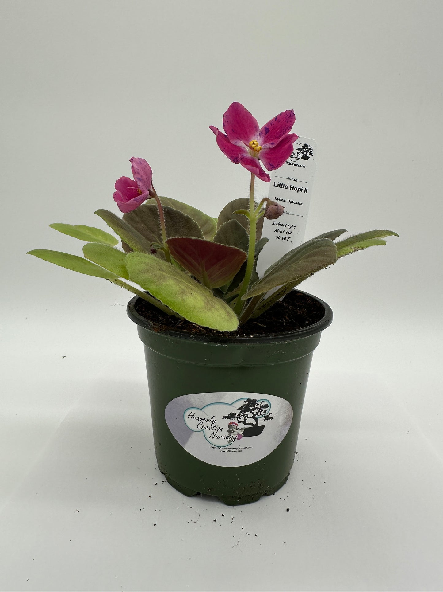 Little Hopi II - Live African Violet 4" - Series: Optimara