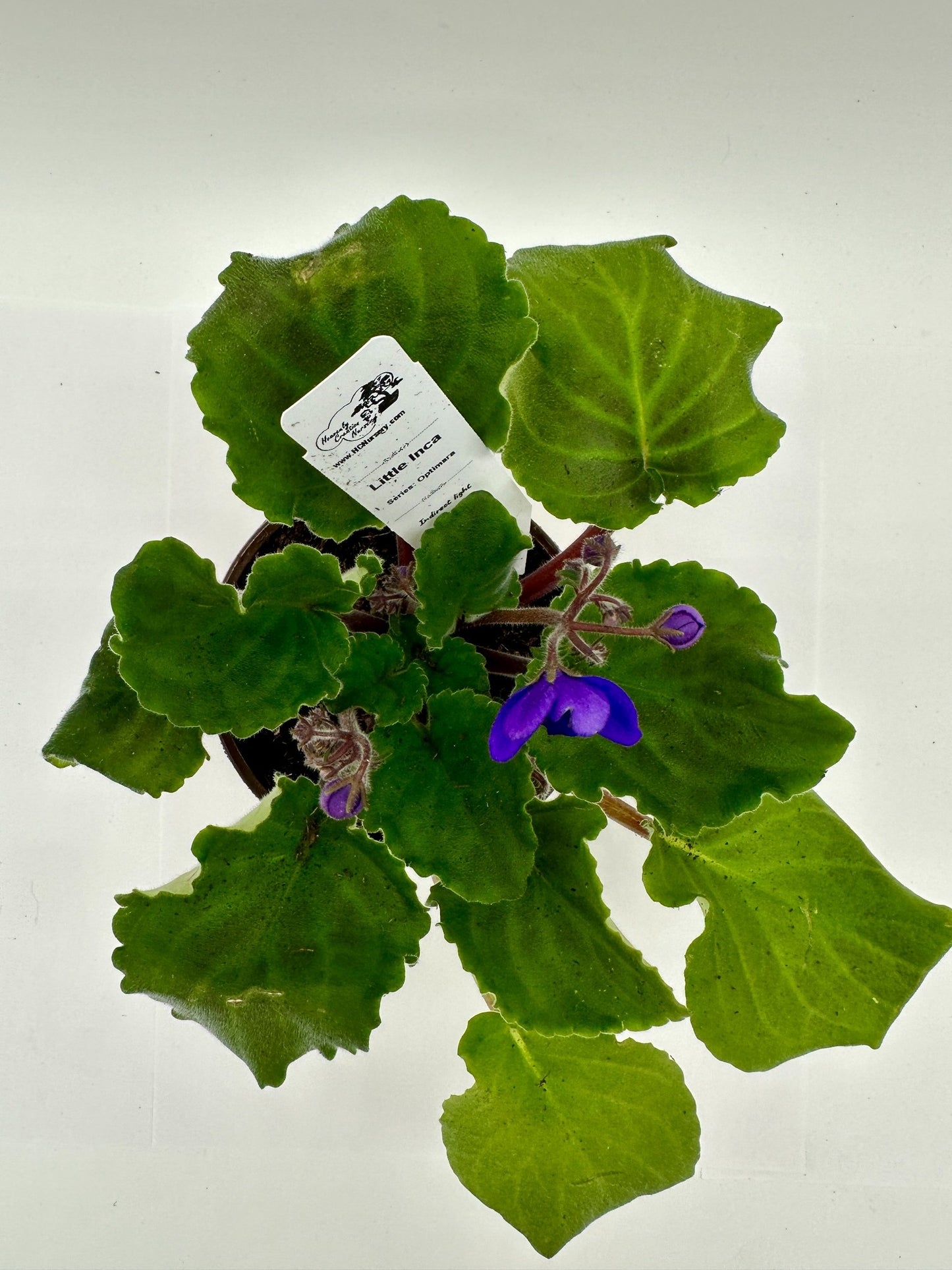 Little Inca - Live African Violet 4" - Series: Optimara