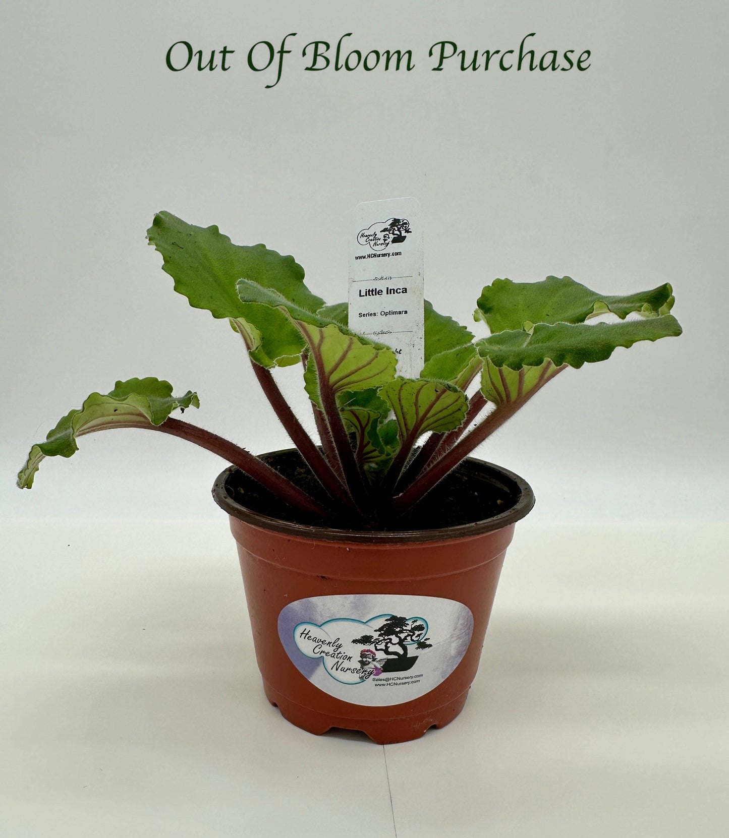 Little Inca - Live African Violet 4" - Series: Optimara