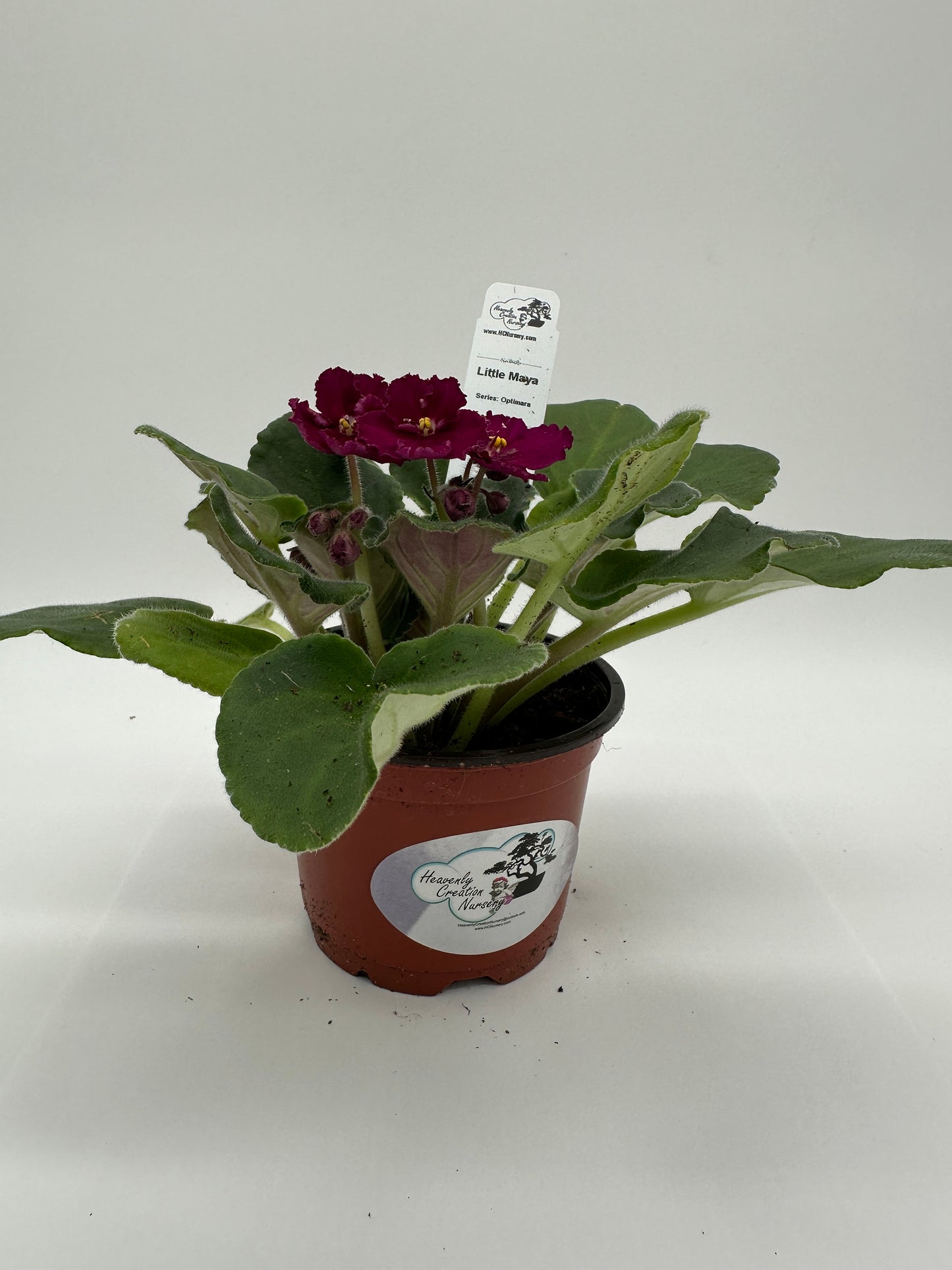 Little Maya - Live African Violet 4" - Series: Optimara