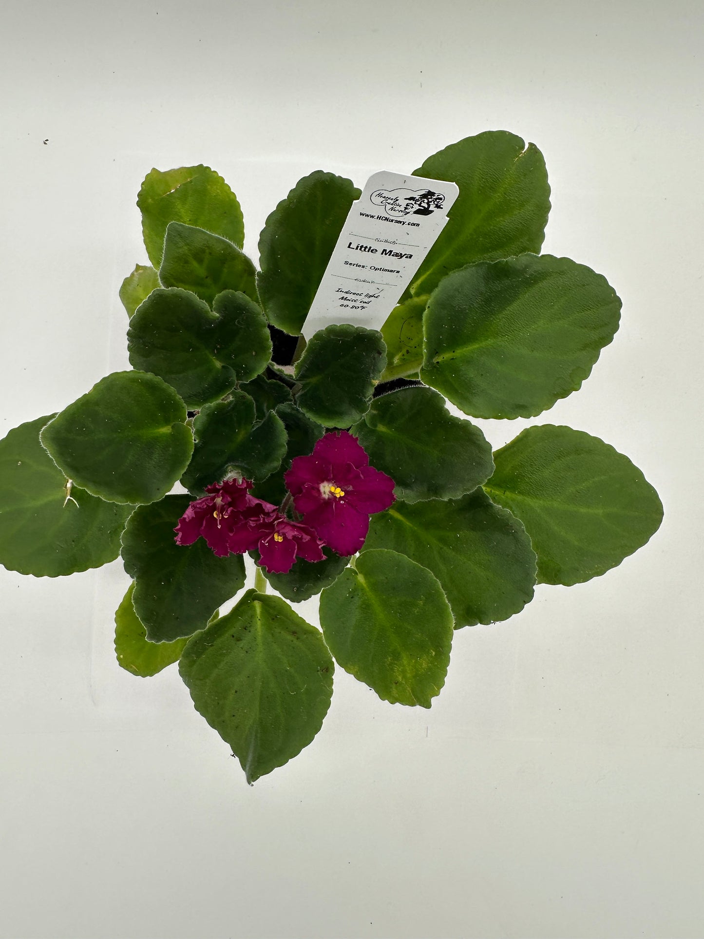 Little Maya - Live African Violet 4" - Series: Optimara