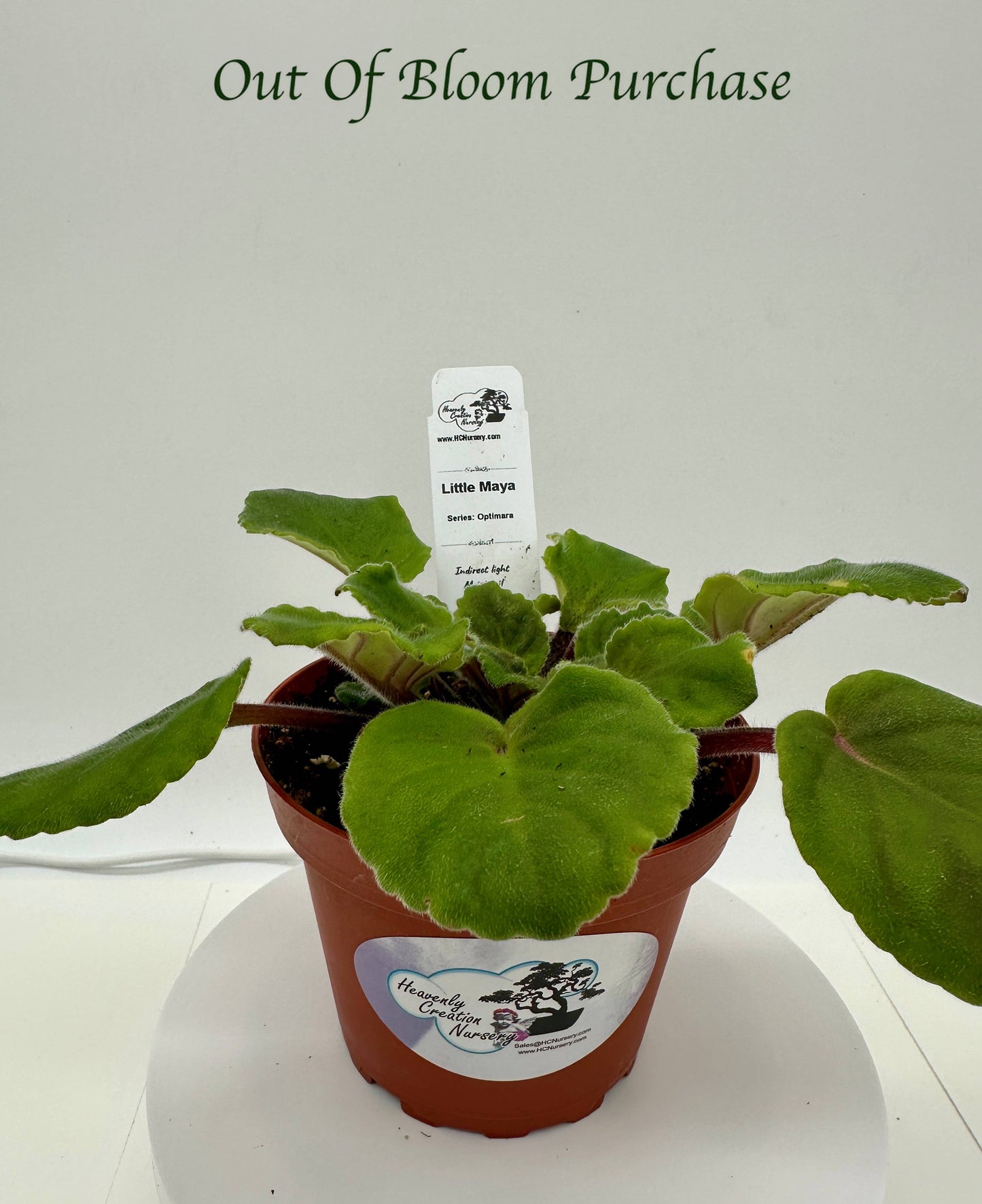 Little Maya - Live African Violet 4" - Series: Optimara - Standard Size