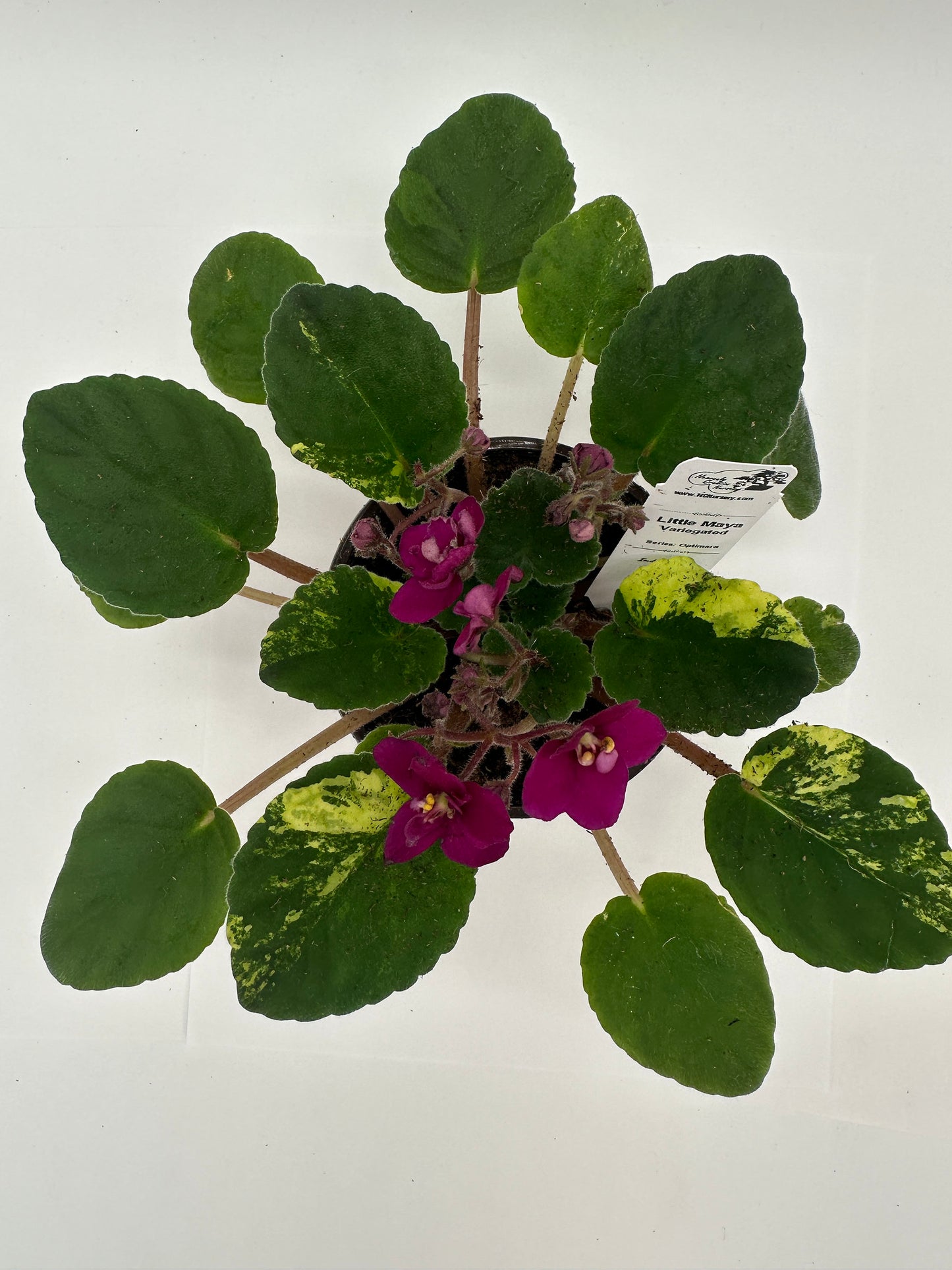 Little Maya - Variegated (Rare) - Live African Violet 4" - Series: Optimara