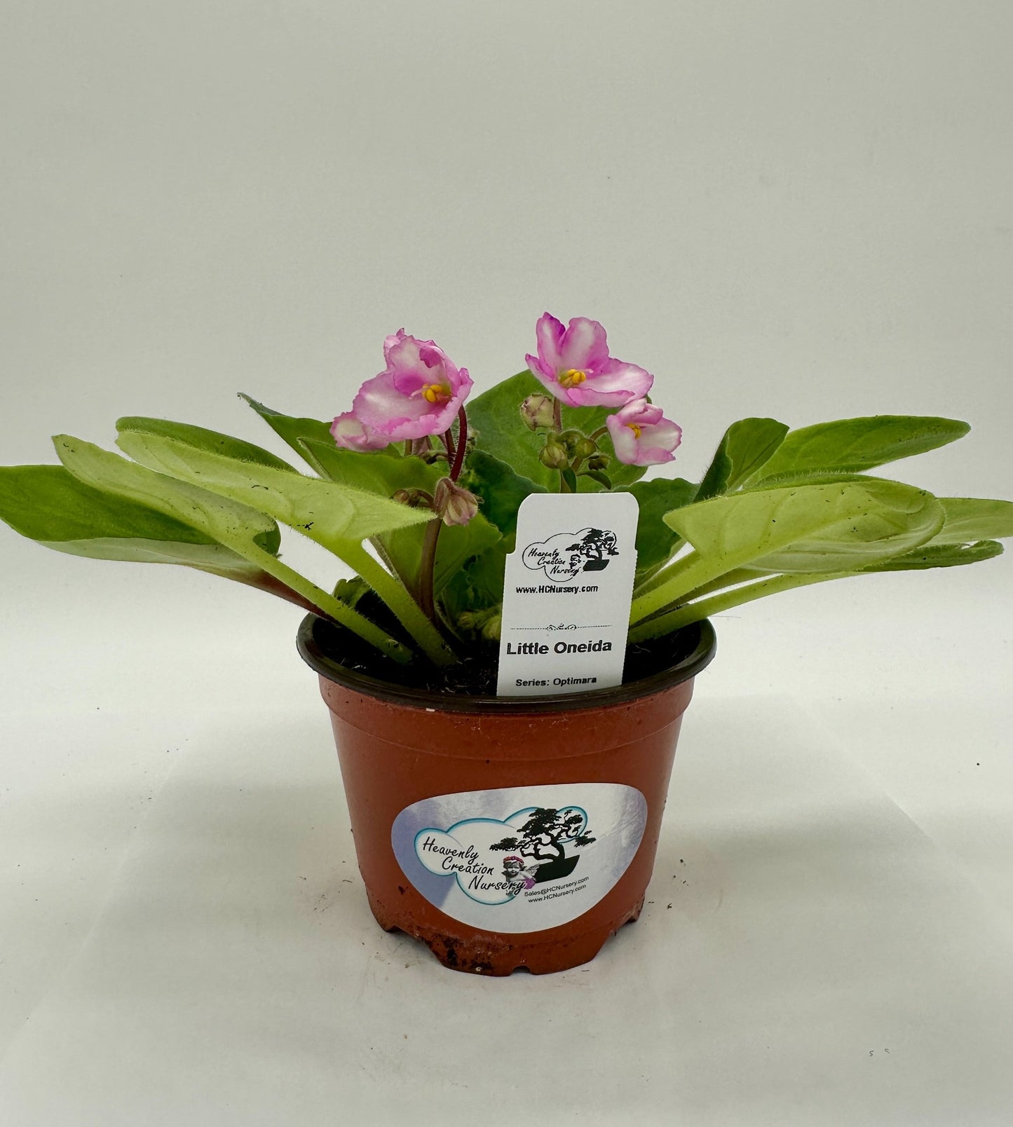 Little Oneida - Live African Violet 4" - Series: Optimara