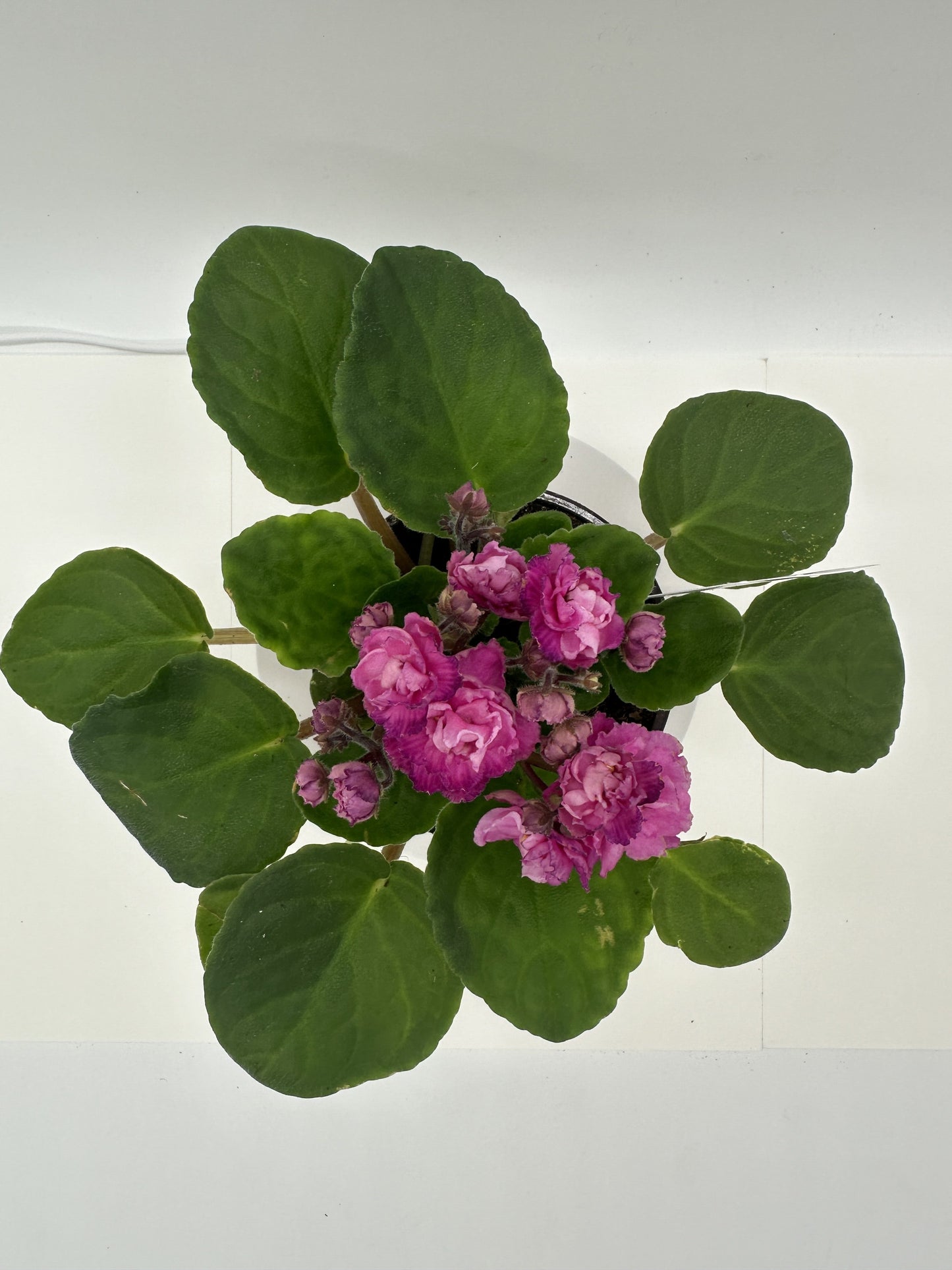 Little Ottawa - Live African Violet 4" - Series: Optimara