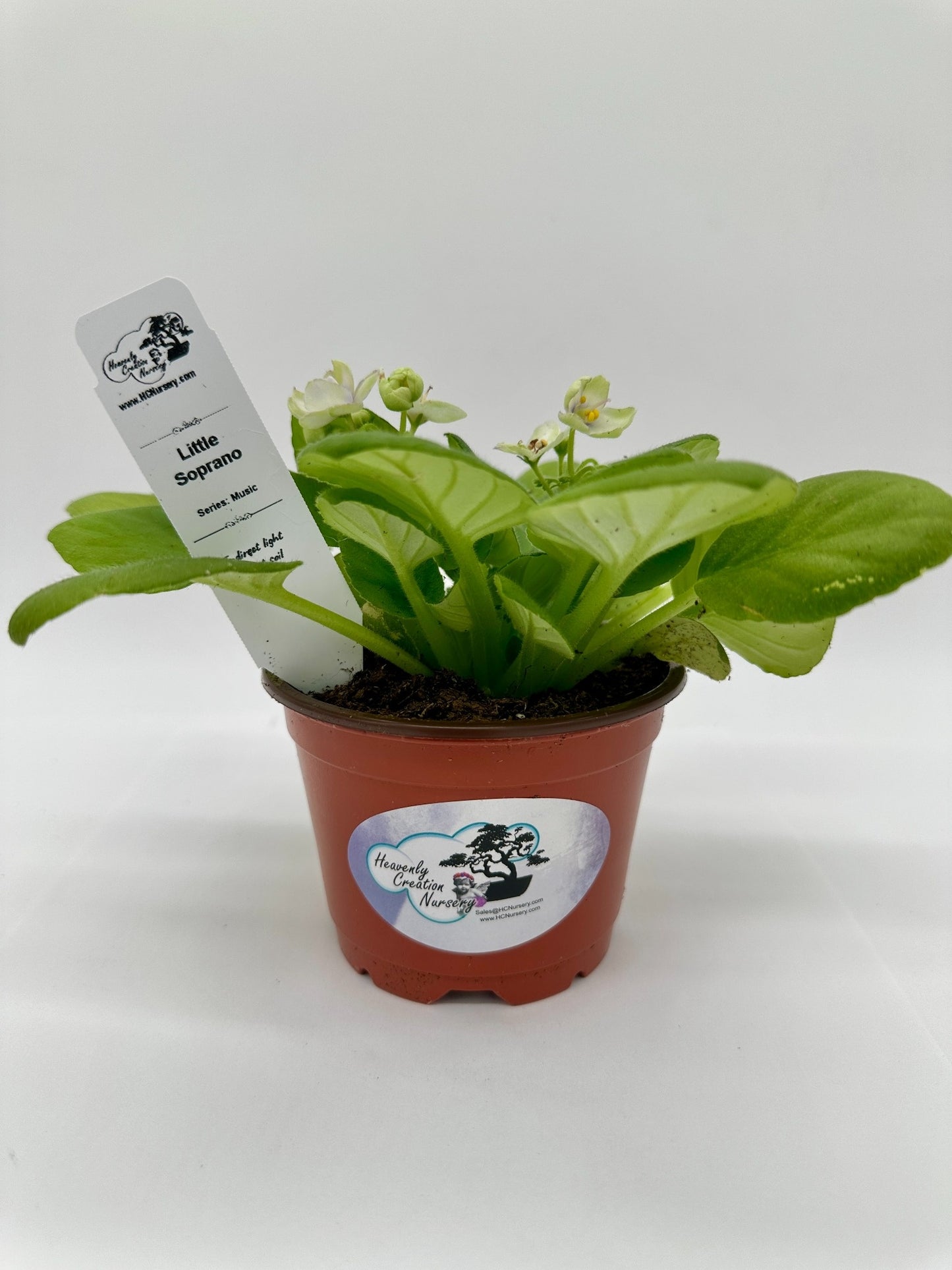 Little Soprano - Live African Violet 4" - Series: Music