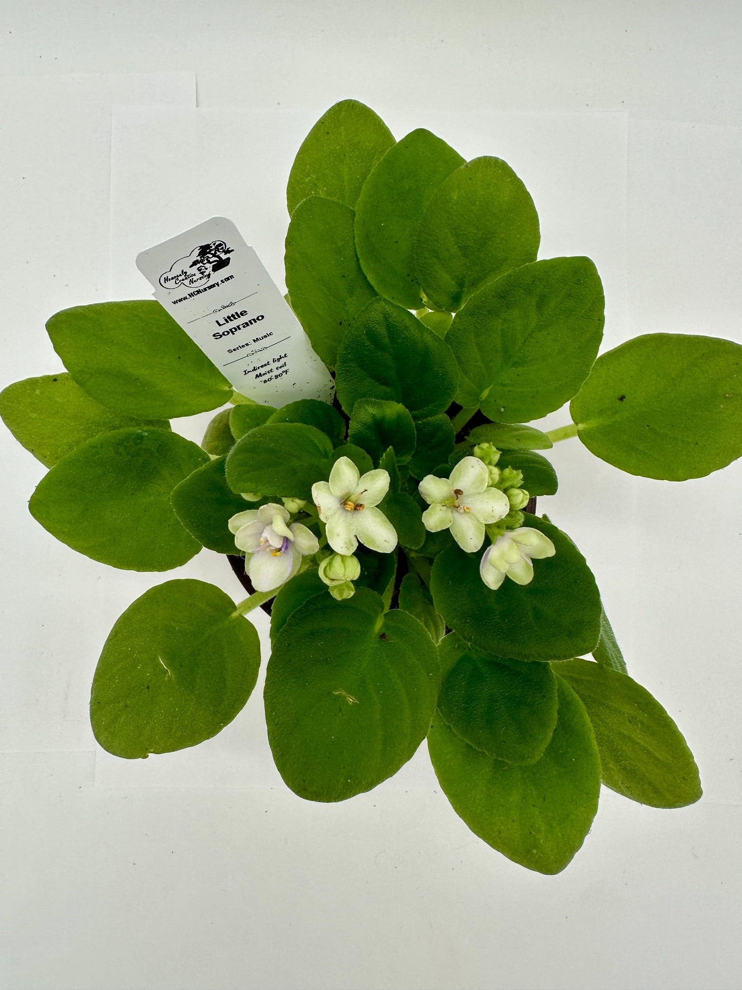 Little Soprano - Live African Violet 4" - Series: Music