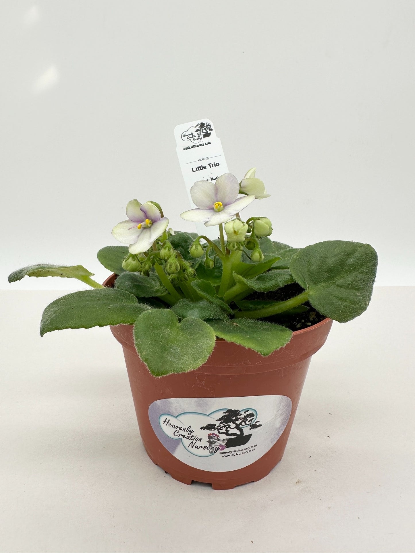 Little Trio - Live African Violet 4" - Series: Music