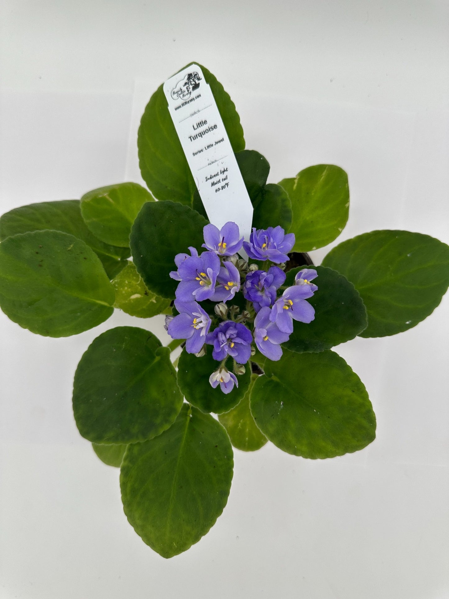 Little Turquoise - Live African Violet 4" - Series: Little Jewel