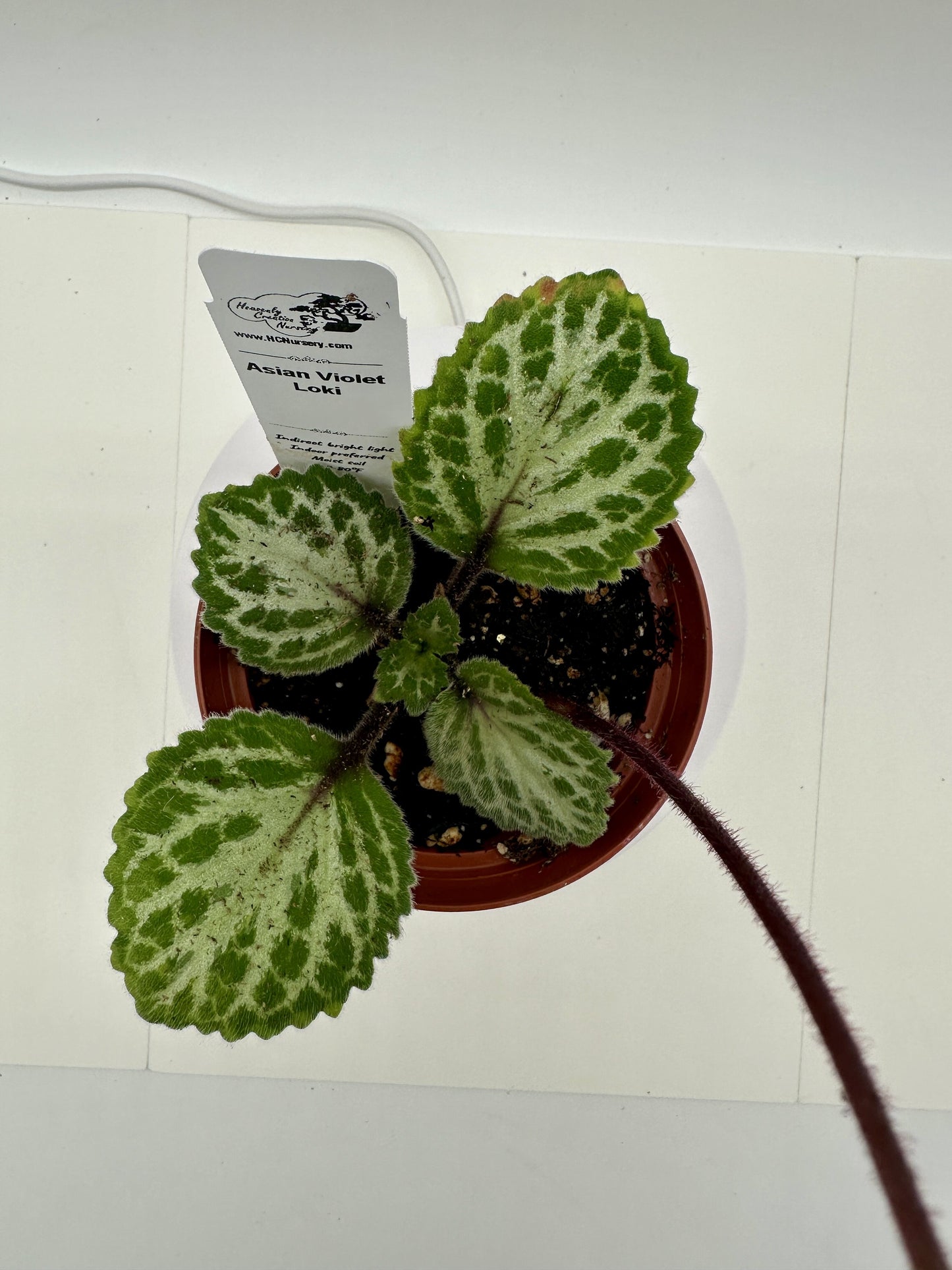 Loki Asian Violet (Primulina) - Live Plant 4"