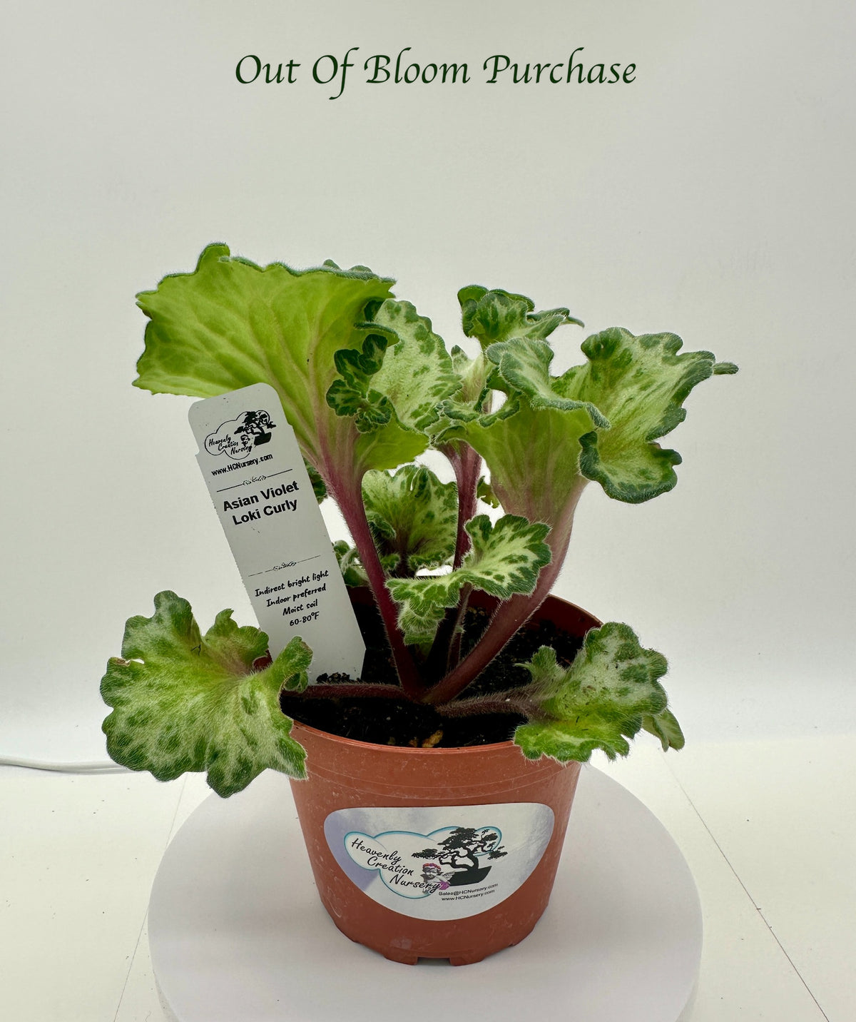 Curly Loki Asian Violet (Primulina) - Live Plant 4"