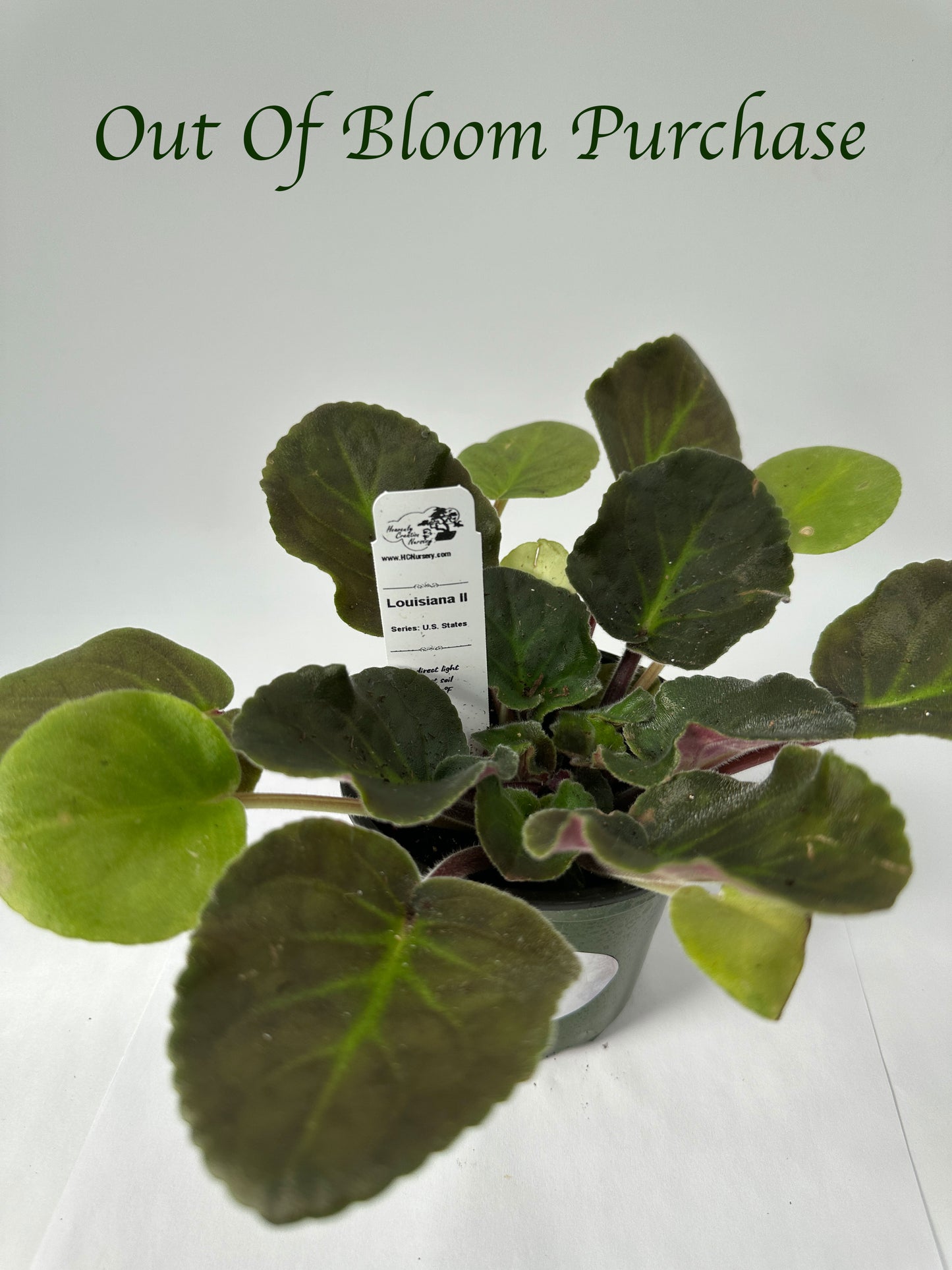 Louisiana II - Live African Violet 4" - Series: U.S. States