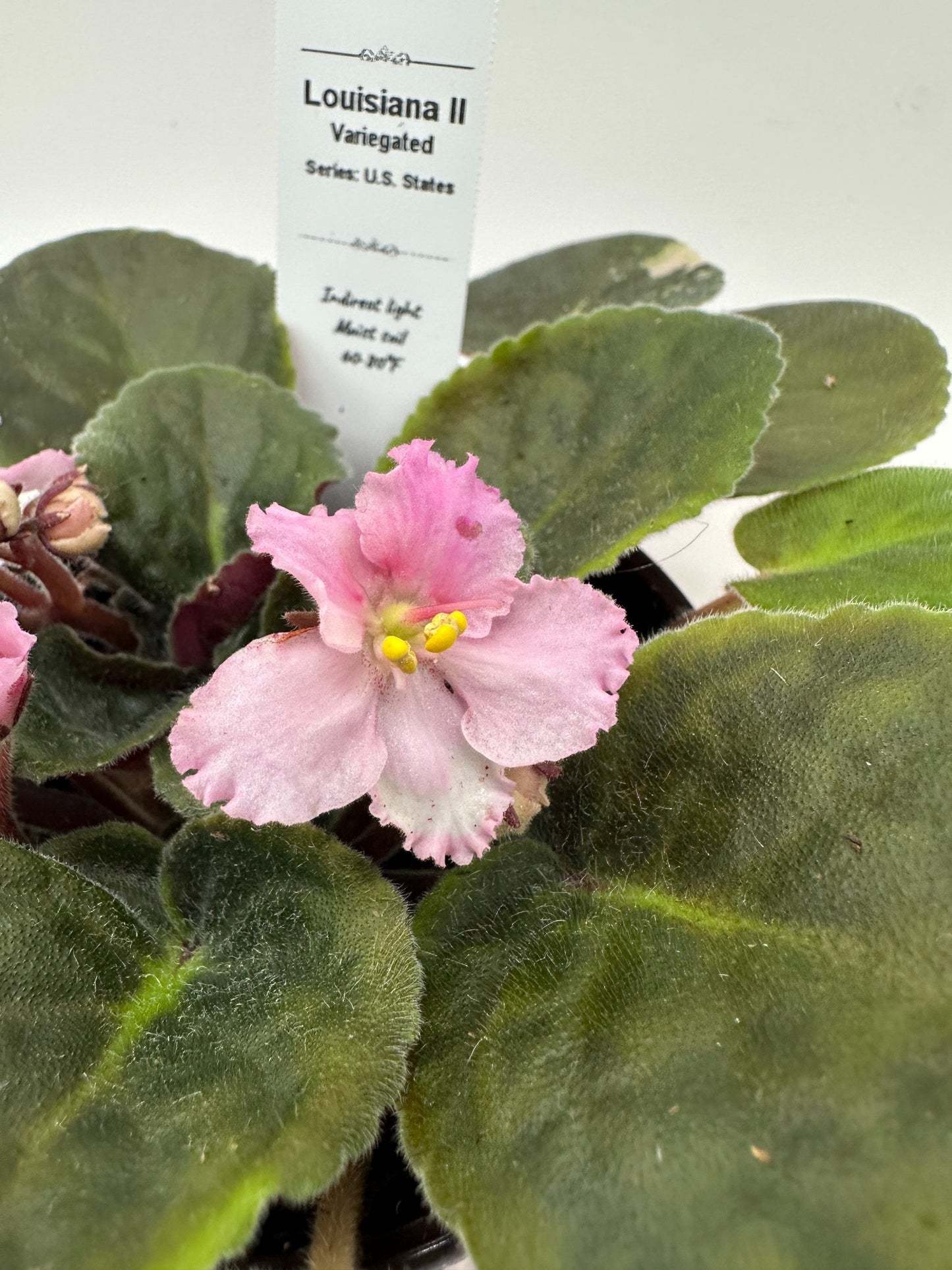 Louisiana II - Variegated - Live African Violet 4" - Series: U.S. States