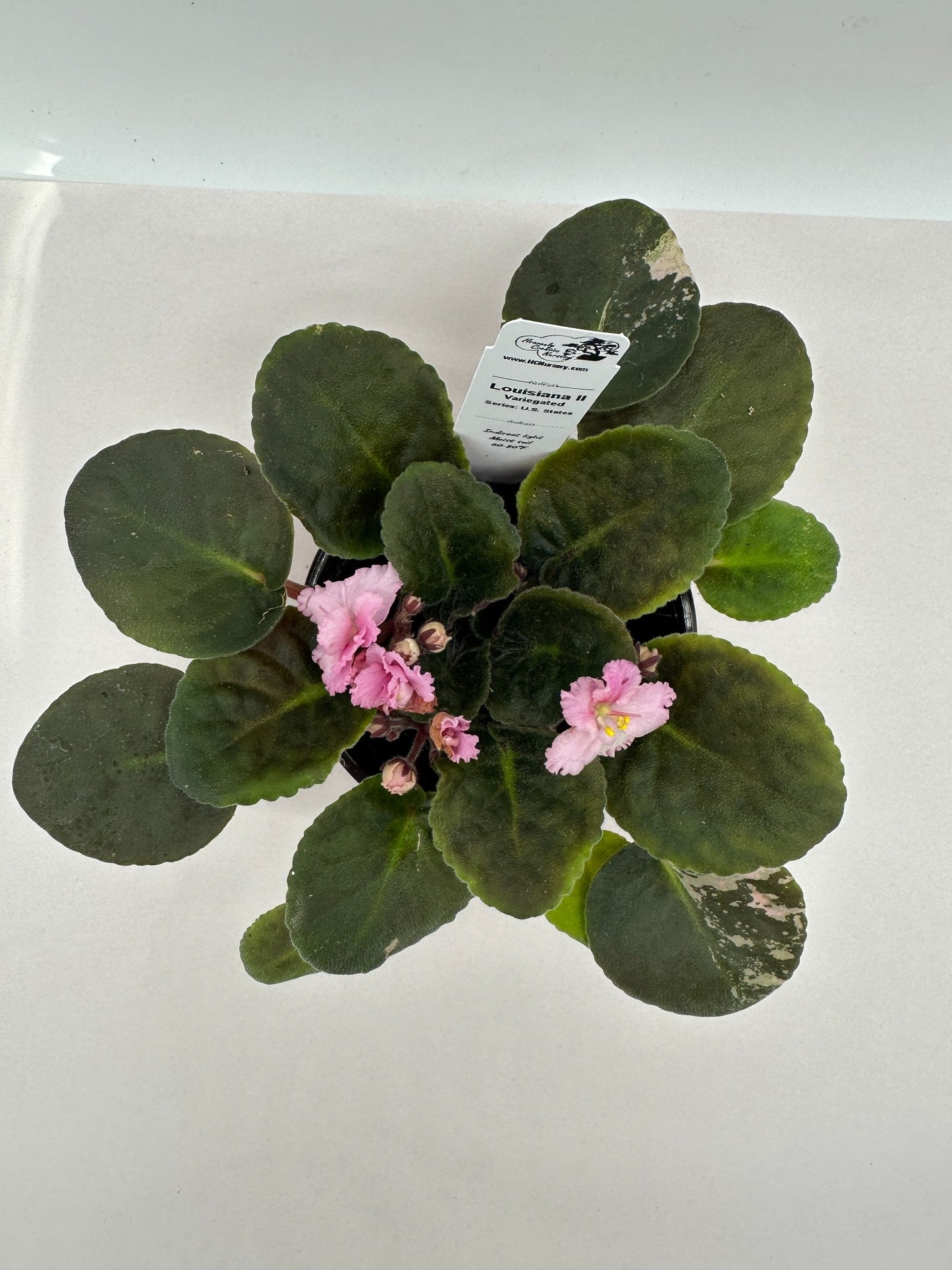 Louisiana II - Variegated - Live African Violet 4" - Series: U.S. States