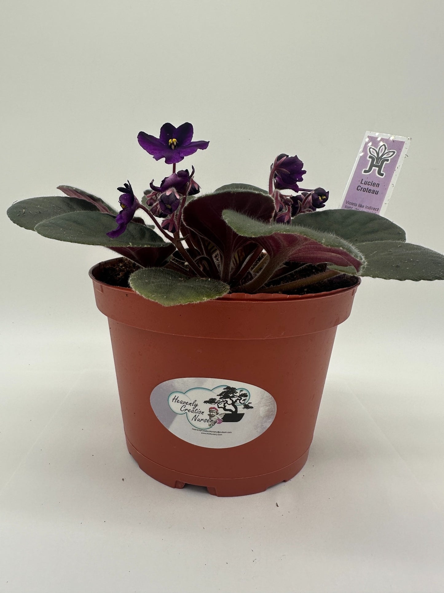 Lucien Croteau - Live African Violet 6"