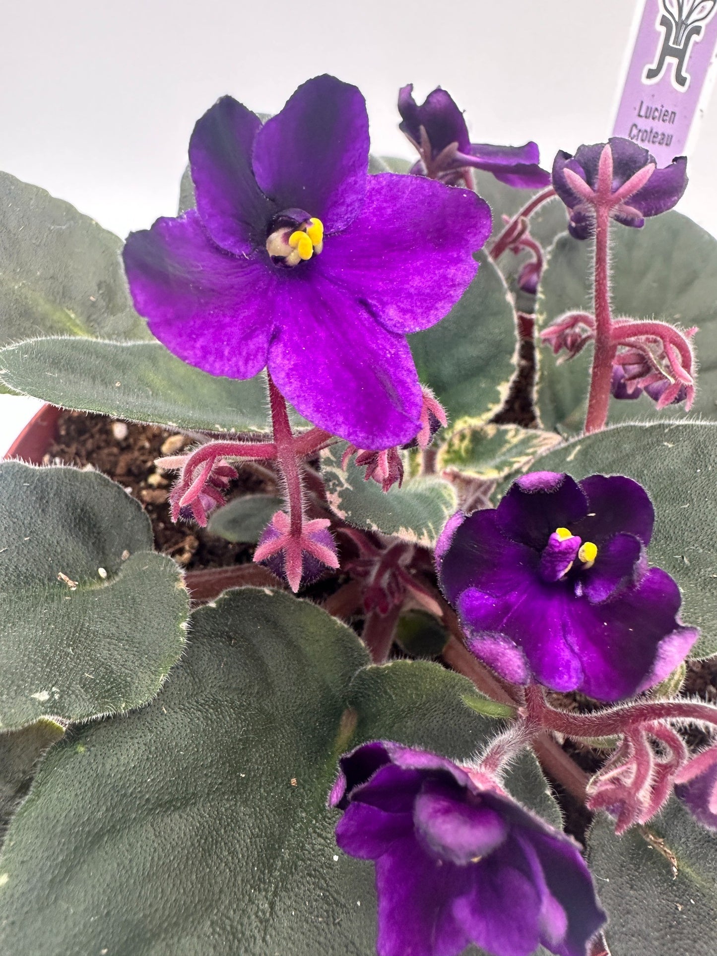 Lucien Croteau - Live African Violet 6"