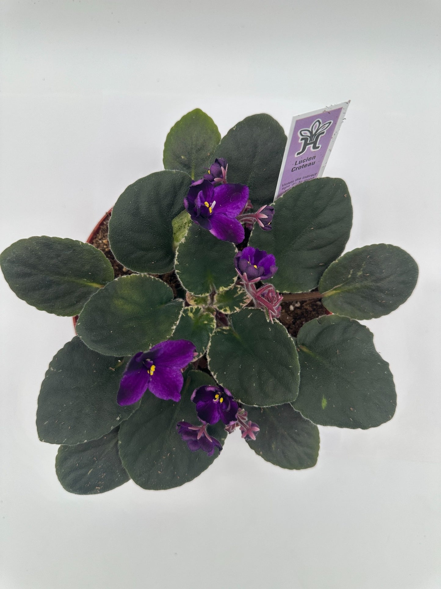 Lucien Croteau - Live African Violet 6"