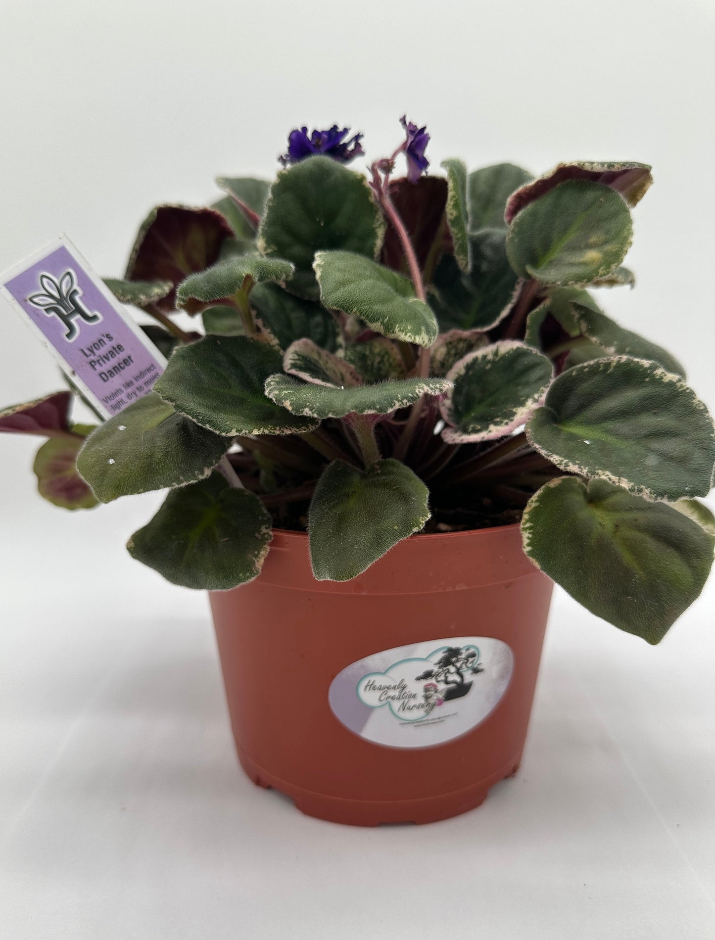 Lyon's Private Dancer - Live African Violet 6"